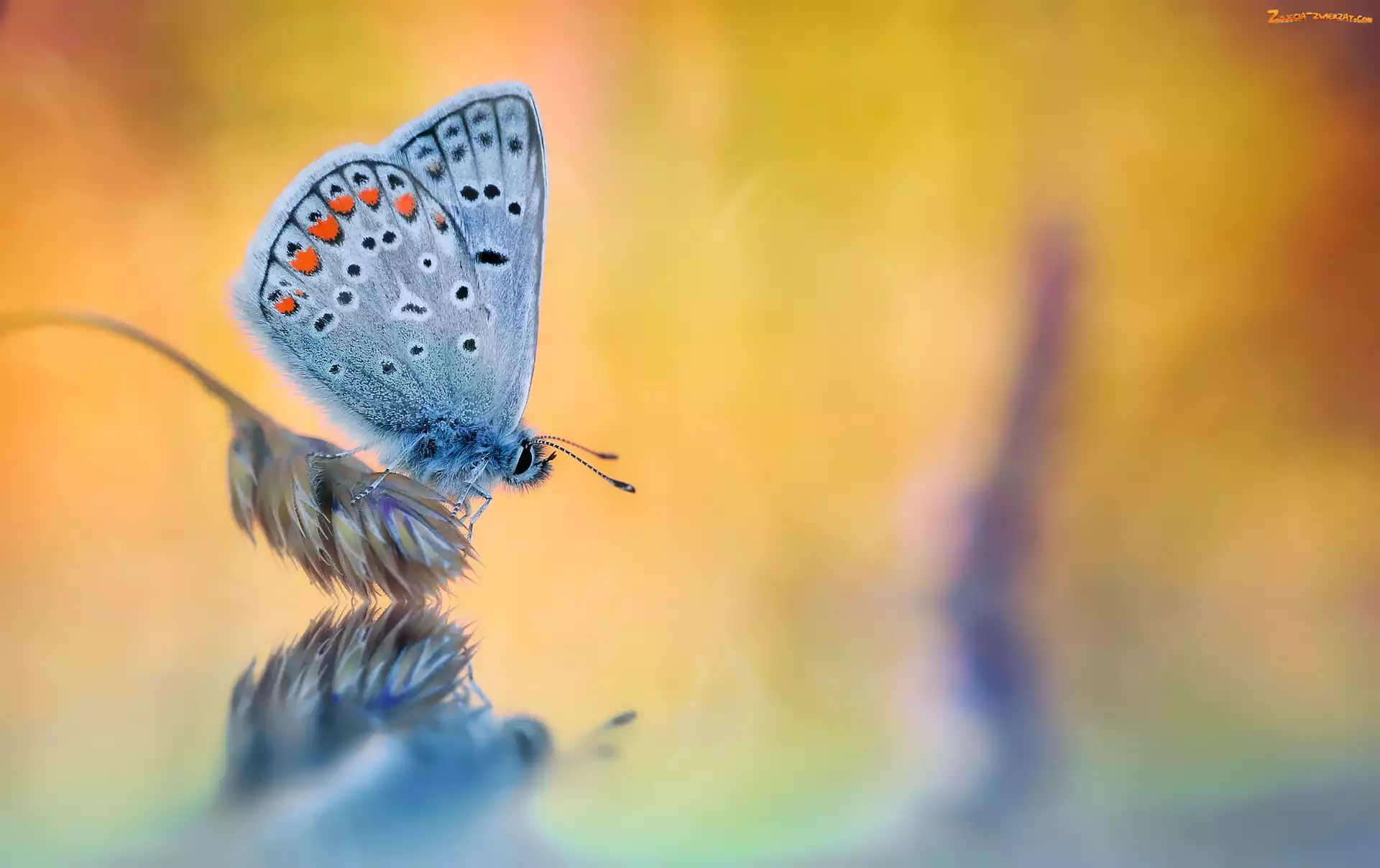 Roślina, Motyl, Modraszek ikar
