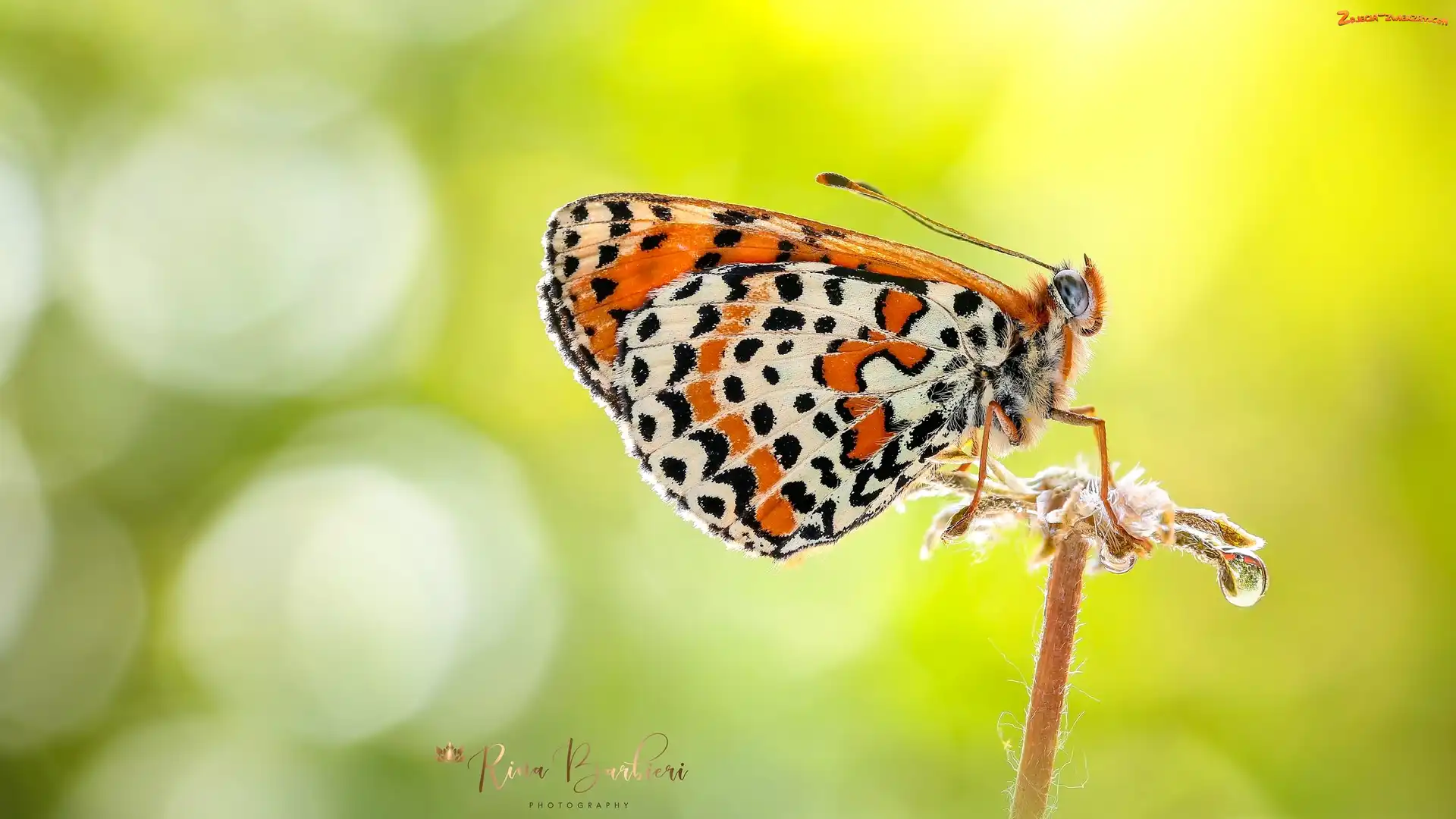 Roślina, Zielone tło, Motyl, Makro