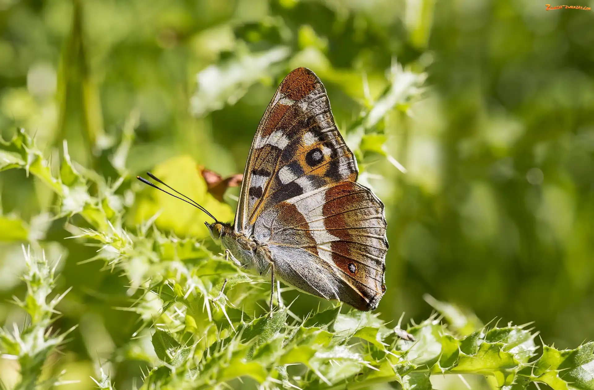 Roślina, Światło, Motyl, Ostrokrzew