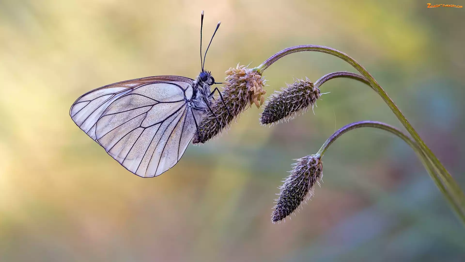 Roślina, Motyl, Niestrzęp głogowiec
