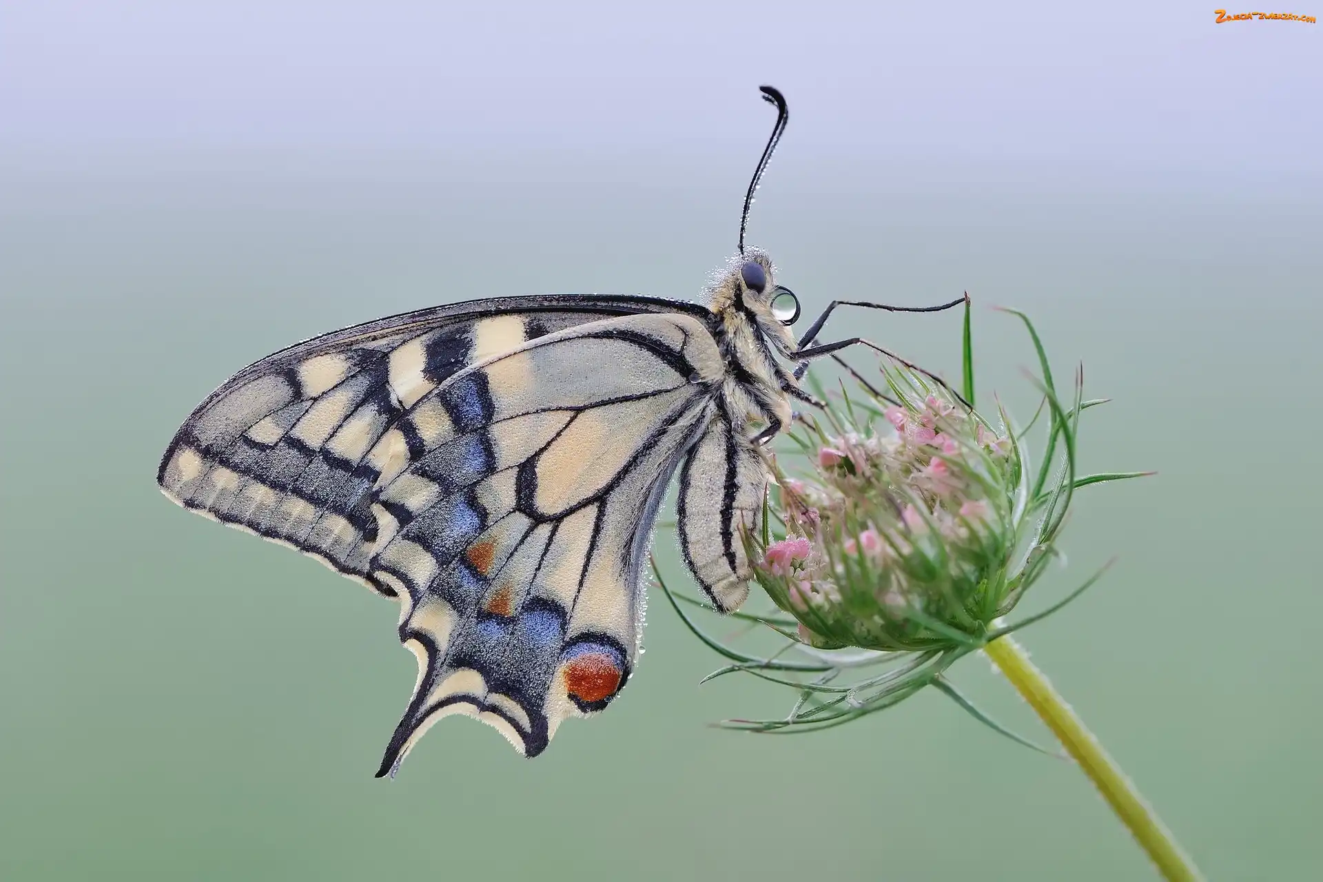 Roślina, Motyl, Paź królowej