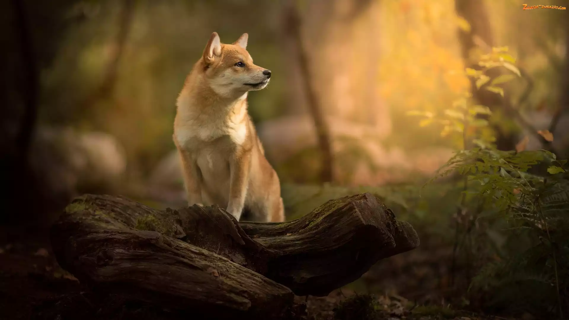 Roślina, Drewno, Shiba inu, Pies, Mordka