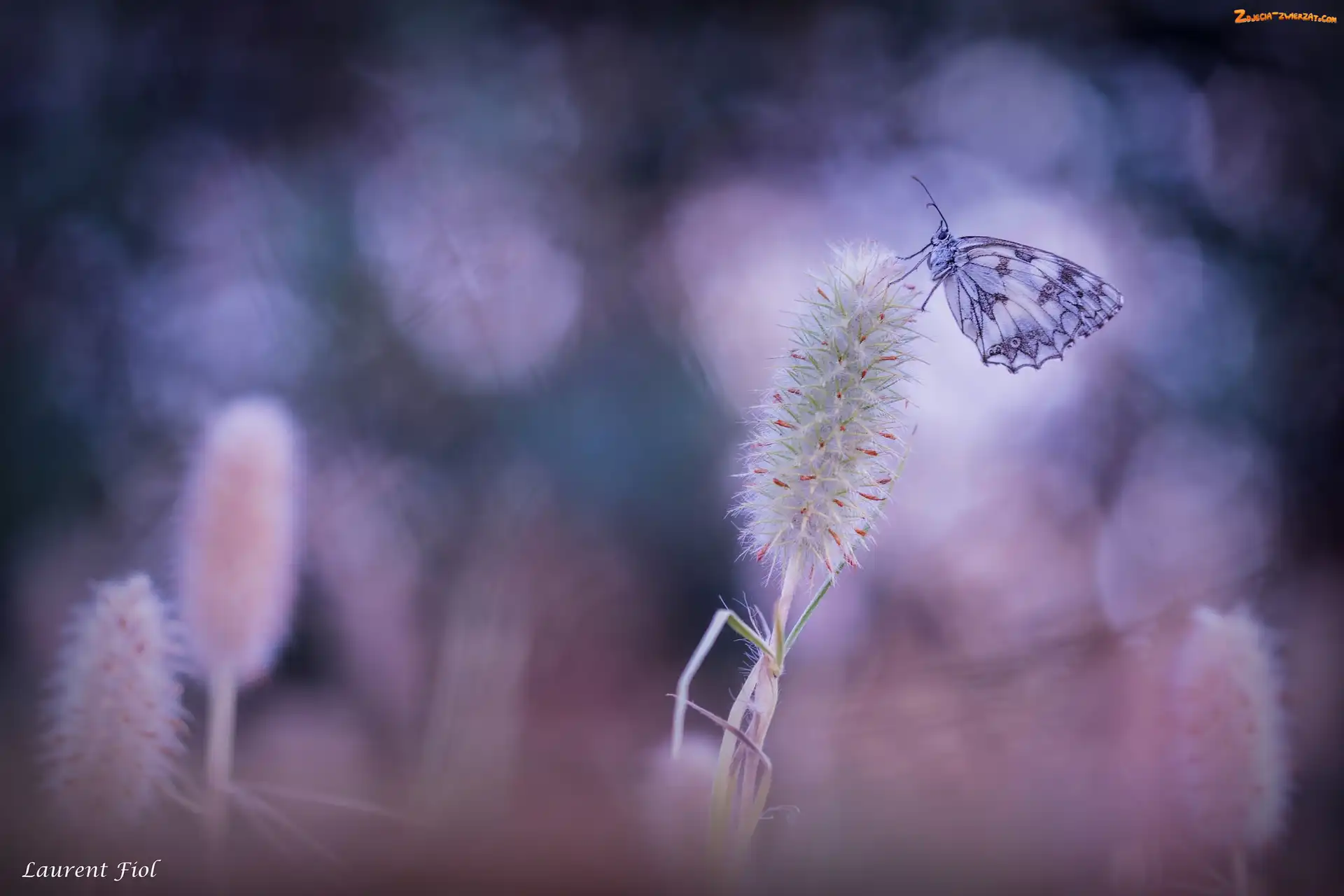 Roślina, Motyl, Polowiec szachownica