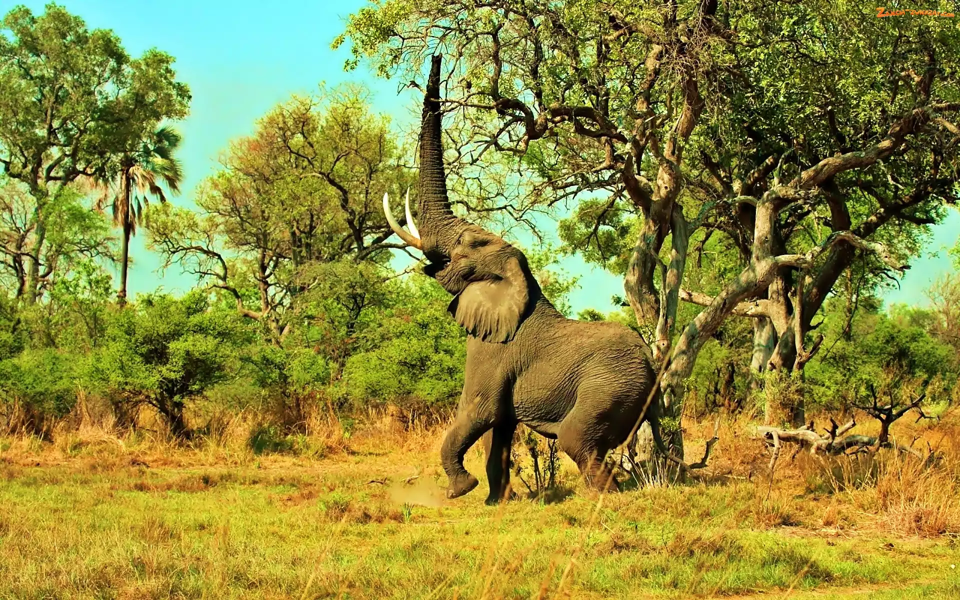 Roślinność, Słoń, Narodowy, Park, Serengeti