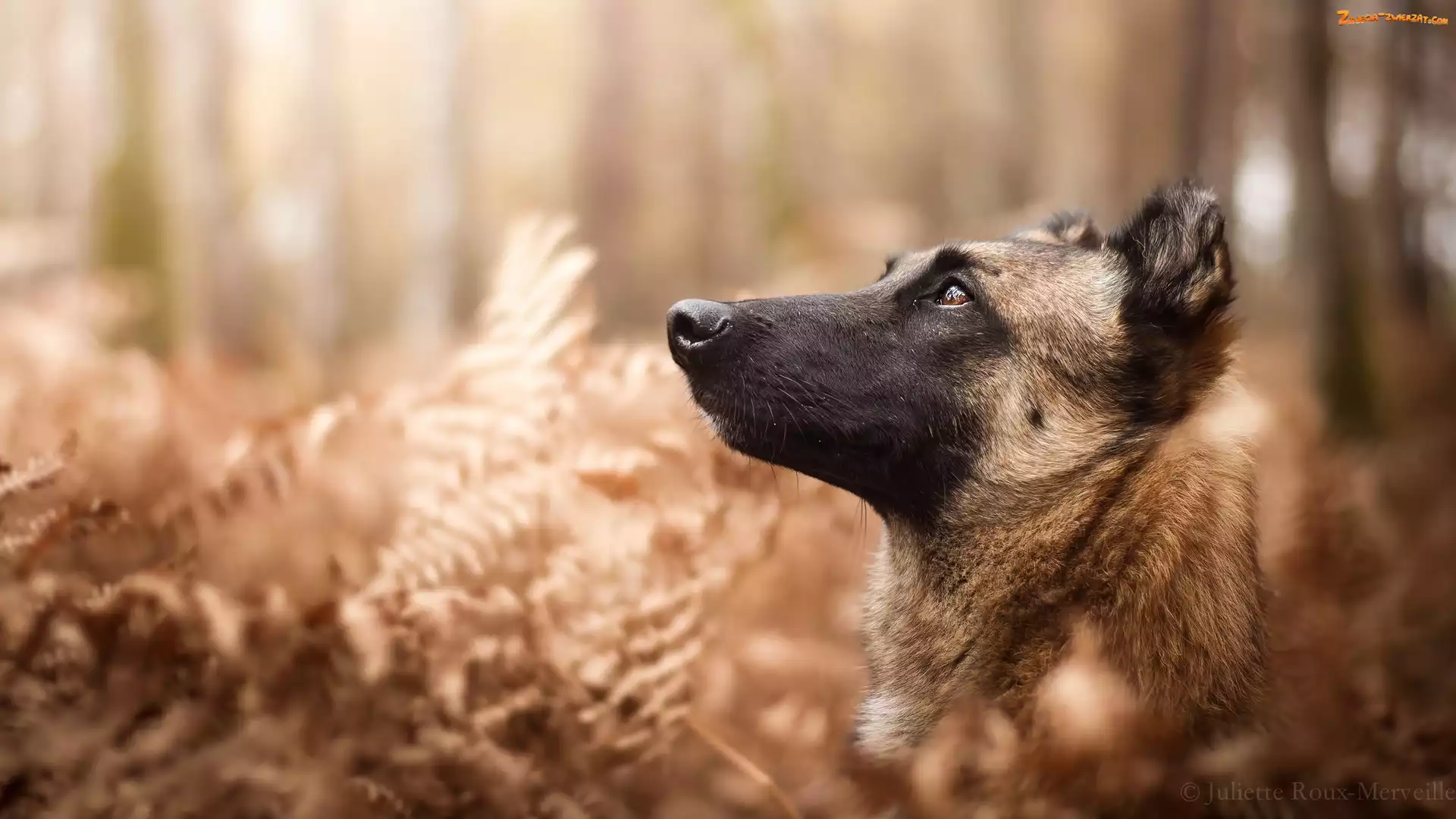 Rośliny, Pies, Owczarek belgijski malinois