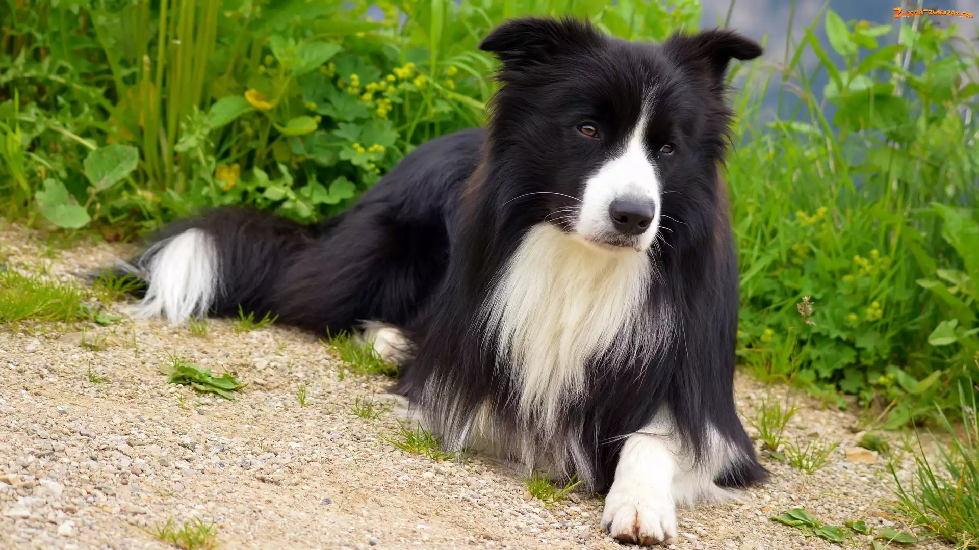 Rośliny, Leżący, Border collie