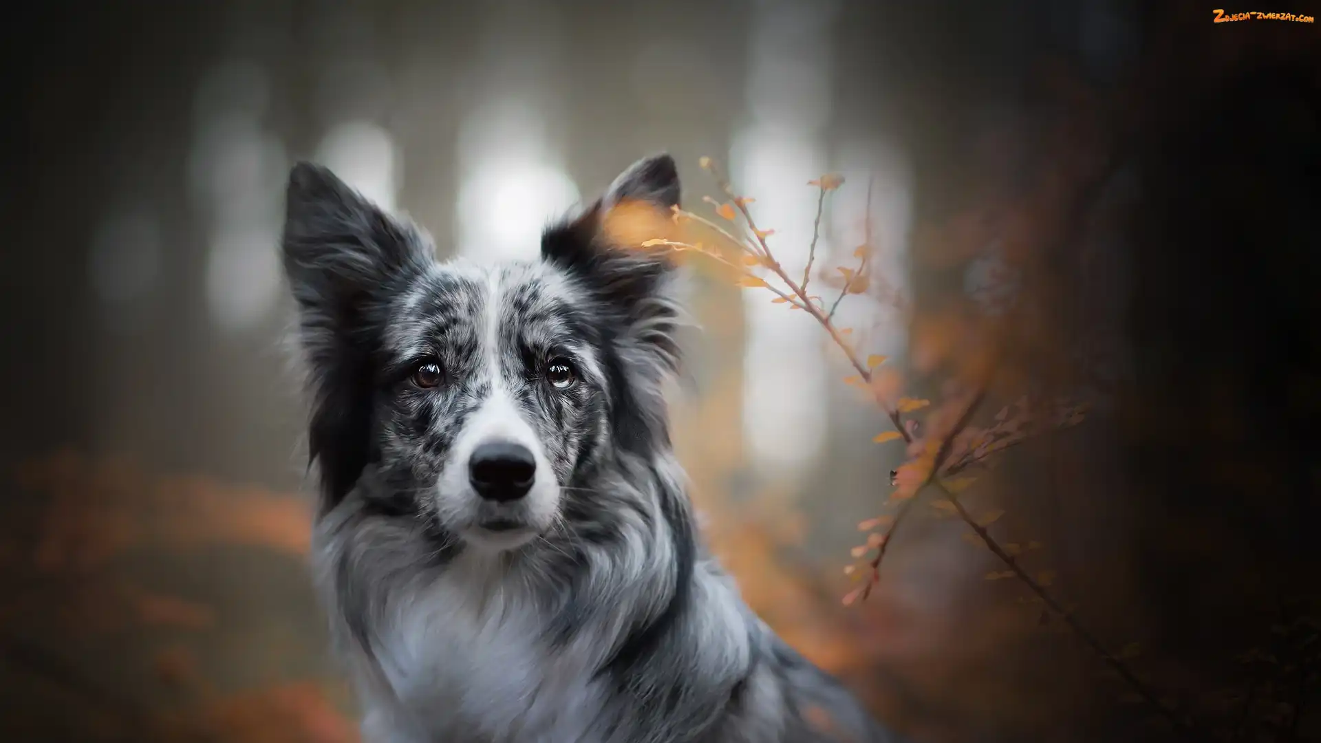 Rośliny, Pies, Border collie