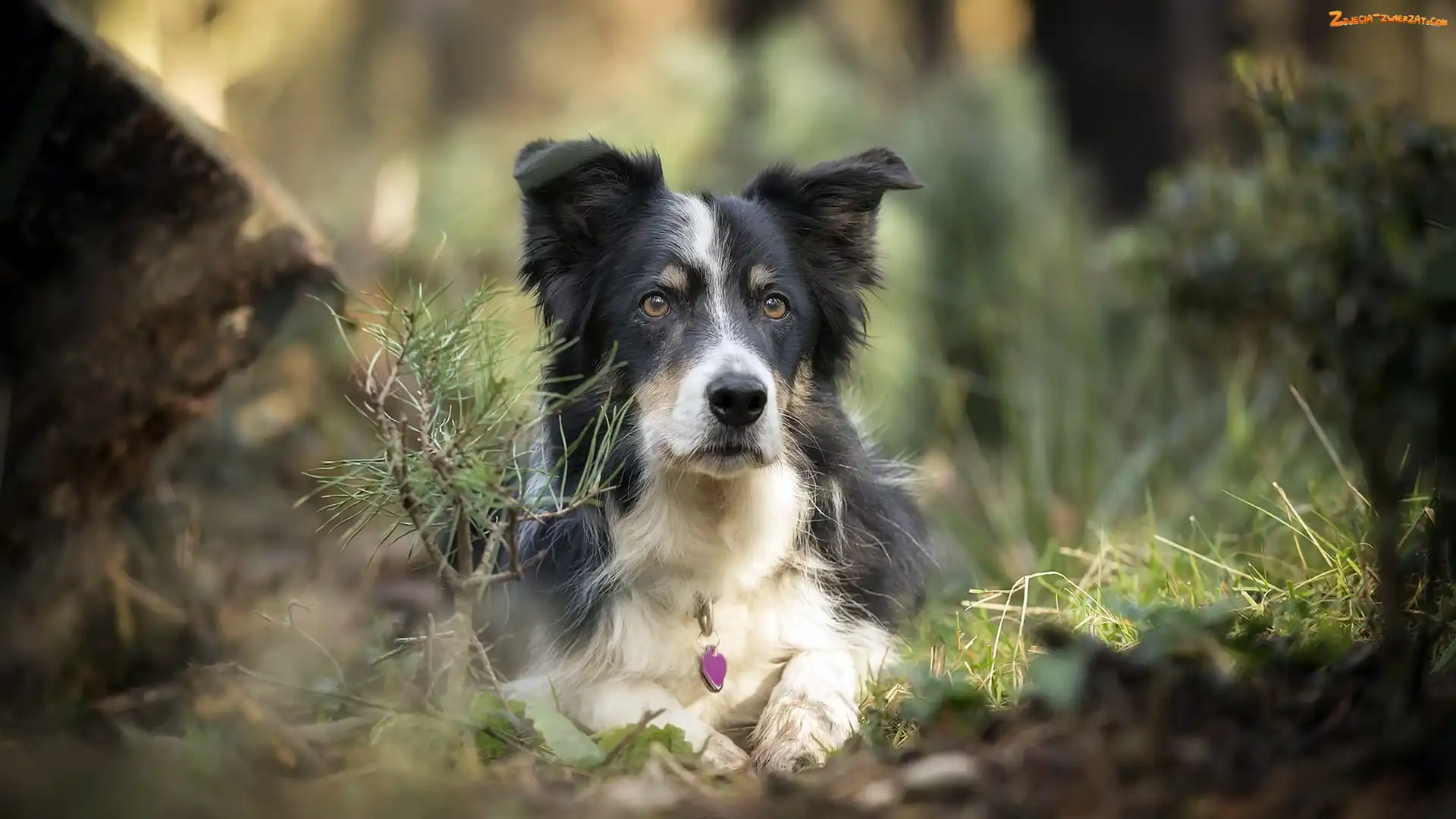 Rośliny, Mordka, Pies, Leżący, Border collie