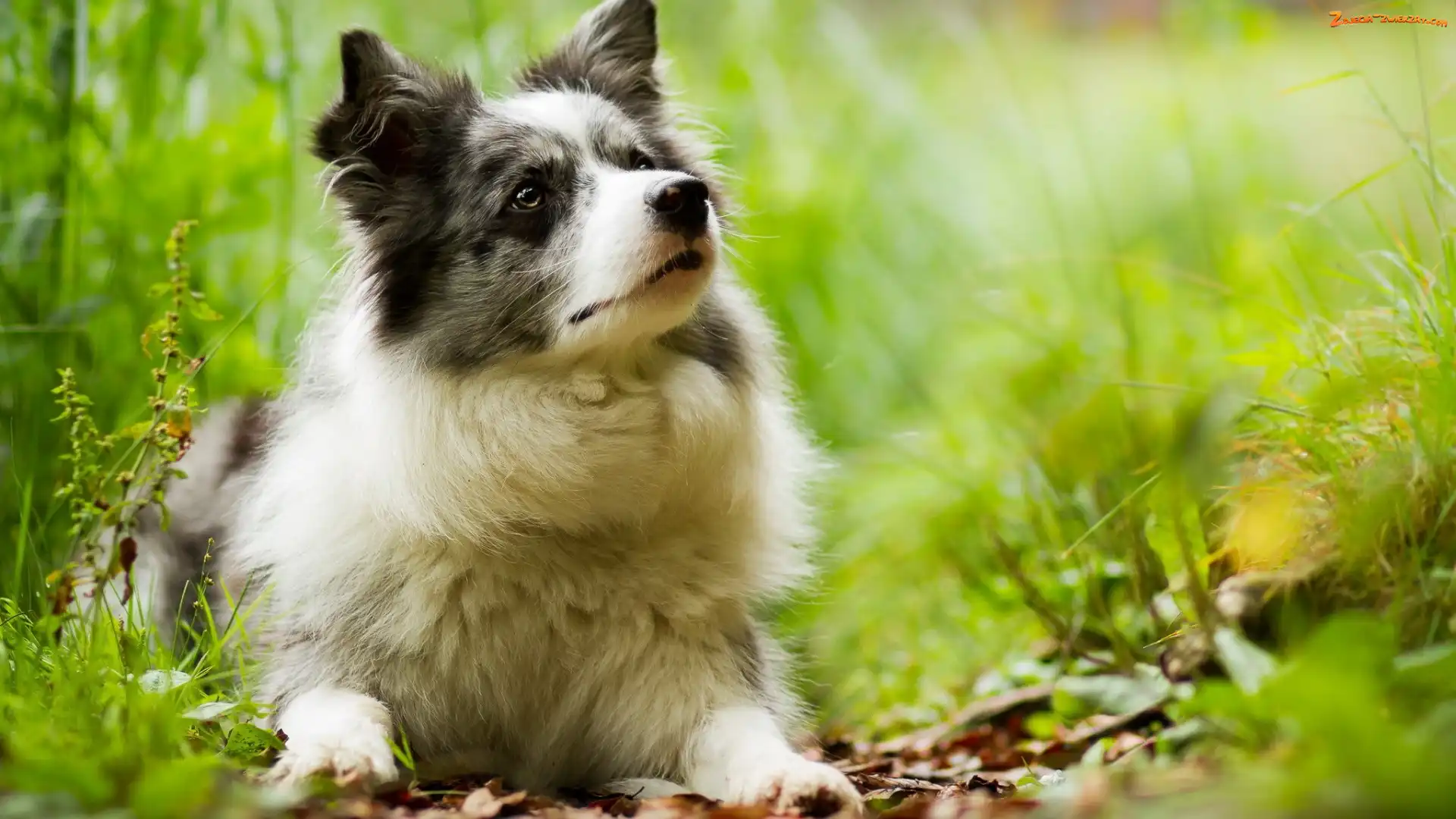 Rośliny, Border collie, Łąka