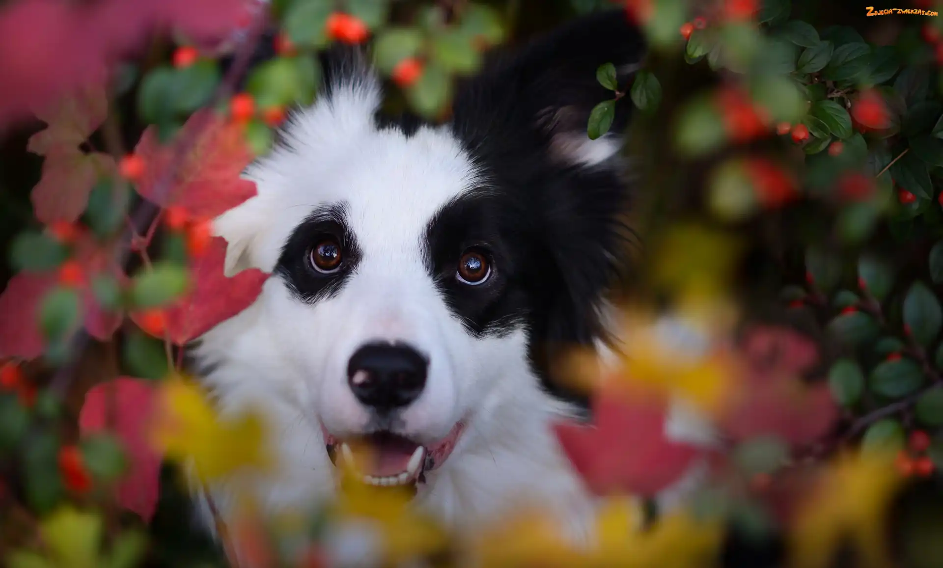 Rośliny, Border collie, Liście