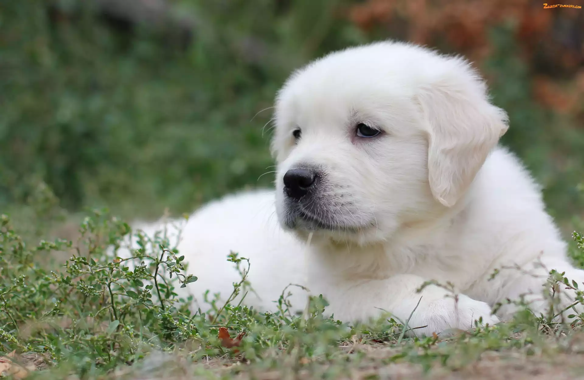 Rośliny, Szczeniak, Golden retriever