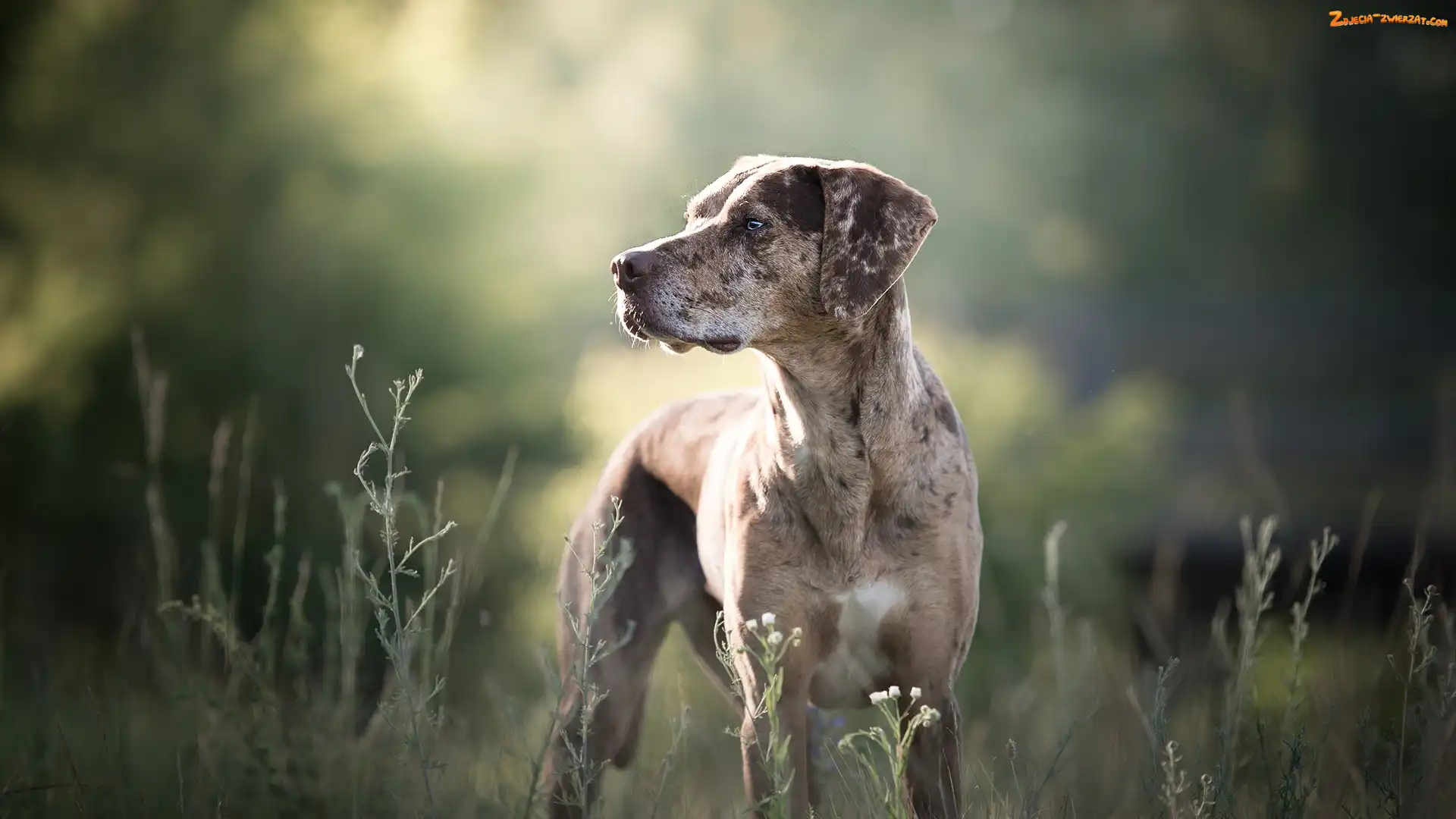 Łąka, Pies, Tło, Rozmyte, Catahoula leopard dog, Rosliny