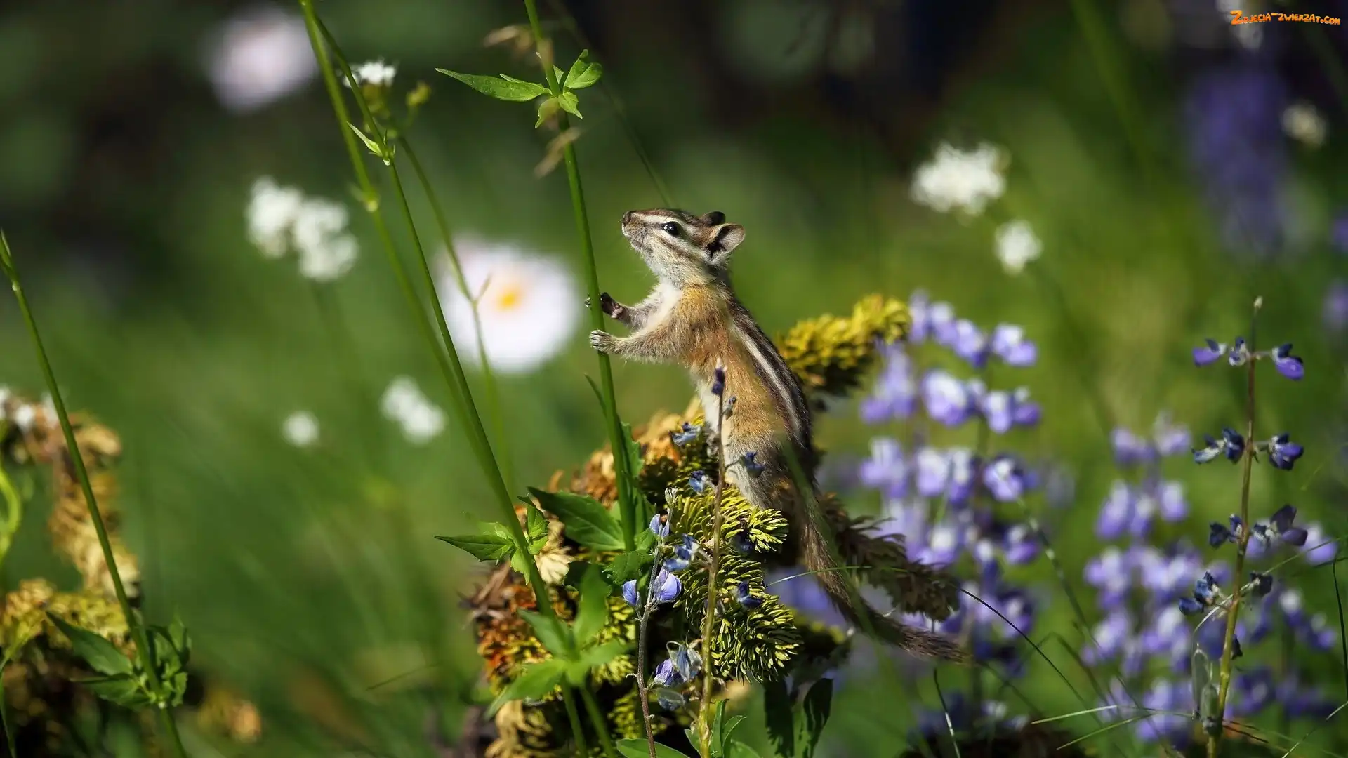 Trawa, Rośliny, Chipmunk