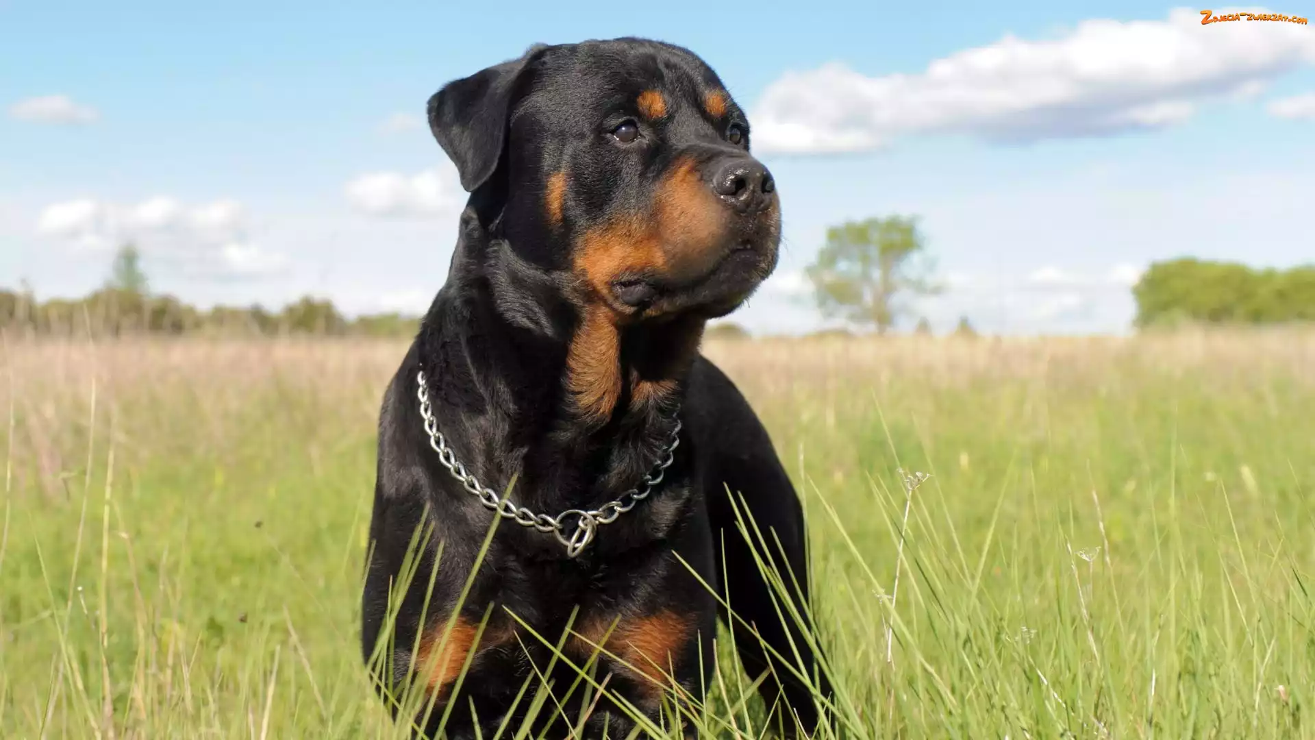 Rottweiler, Łąka