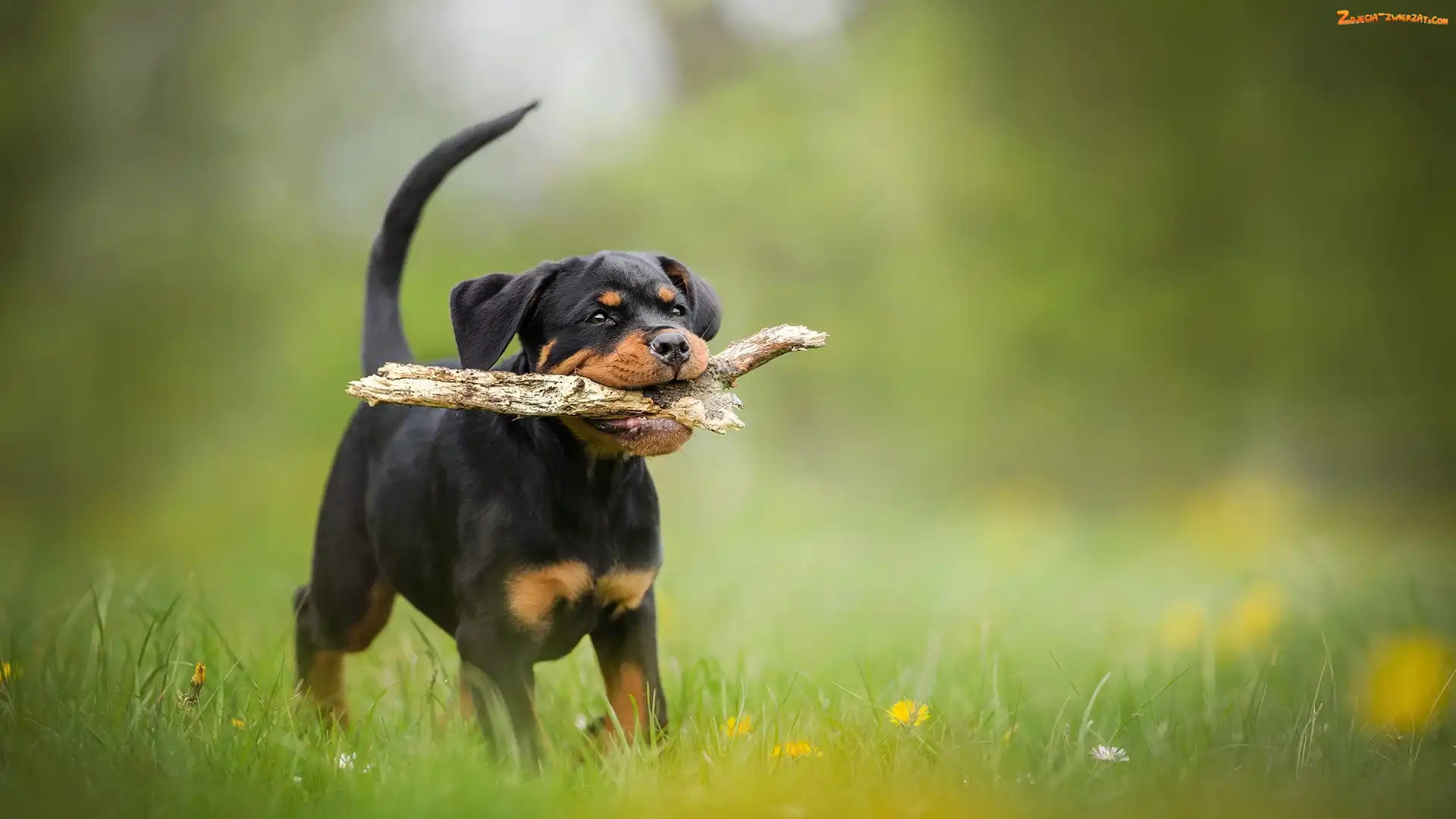 Kwiatki, Rottweiler, Pies, Łąka, Trawa, Szczeniak, Patyk