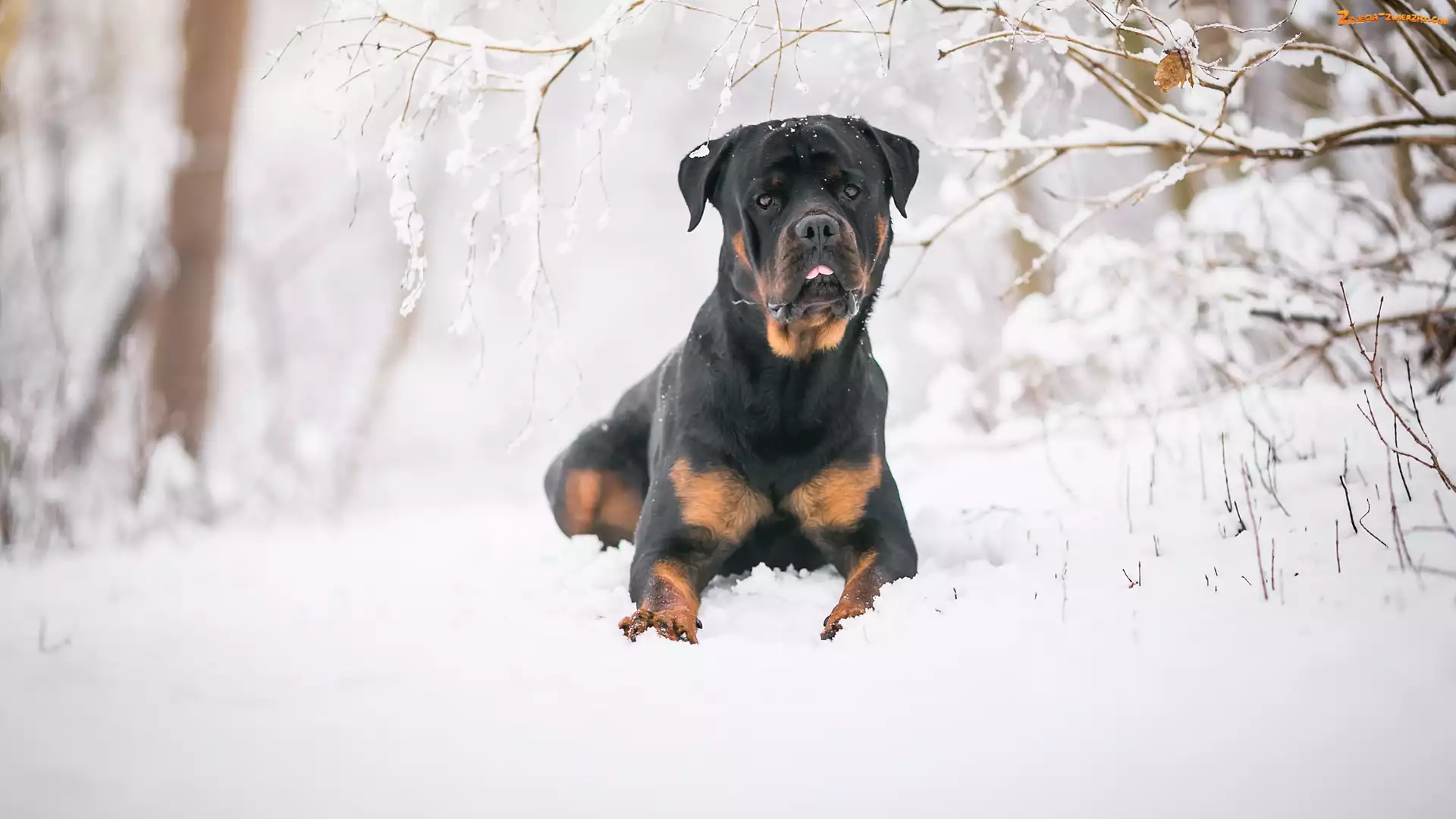 Rottweiler, Gałązki, Pies, Śnieg