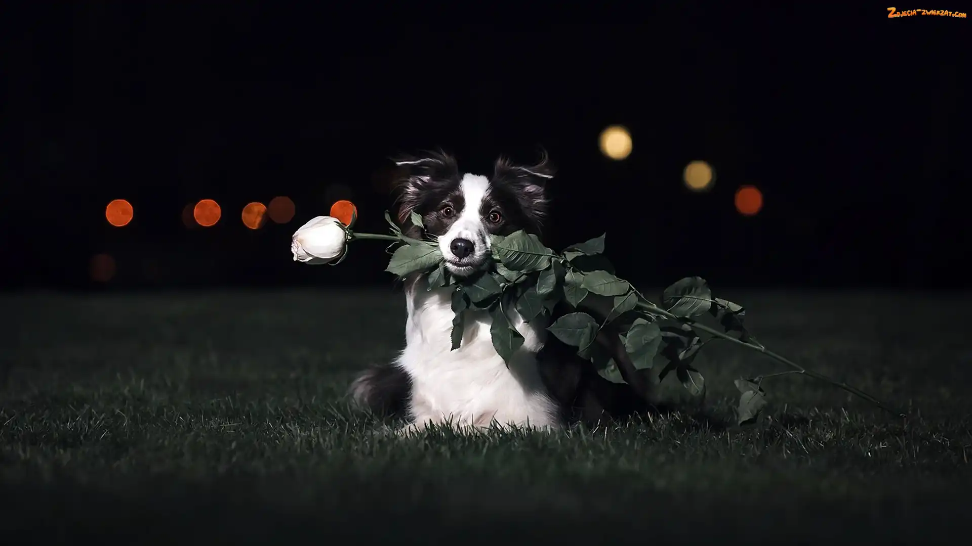 Róża, Pies, Border collie