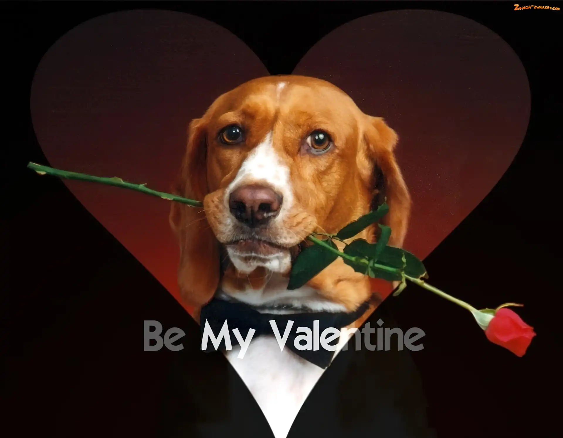 Róża, Be My Valentine, Czerwona, Pies