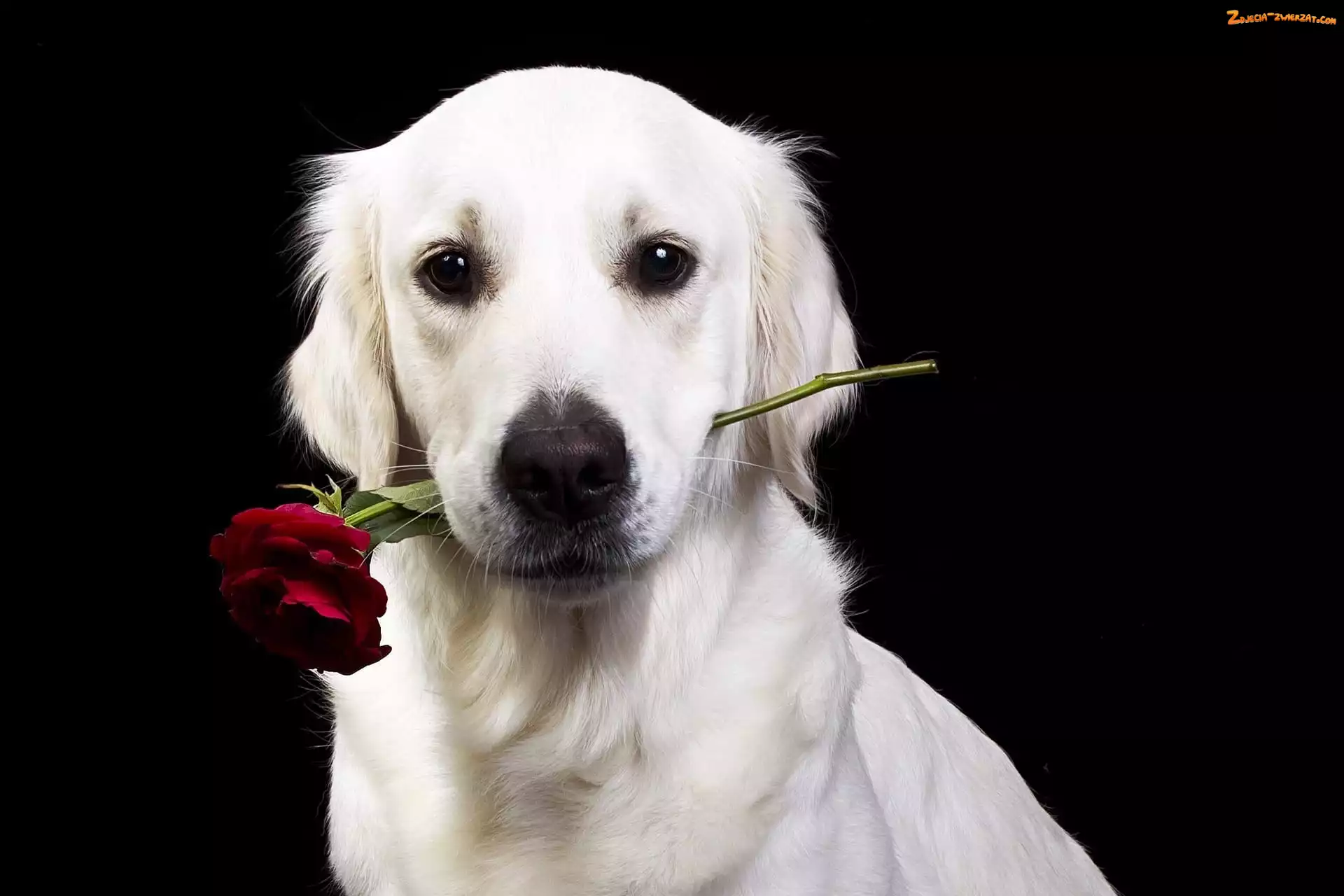 Róża, Pies, Golden retriever