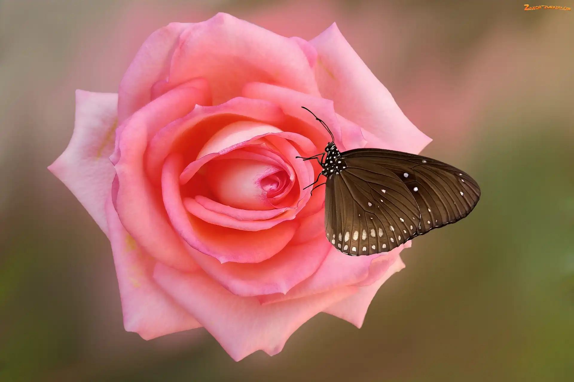 Róża, Motyl Euploea core, Kwiat, Różowa