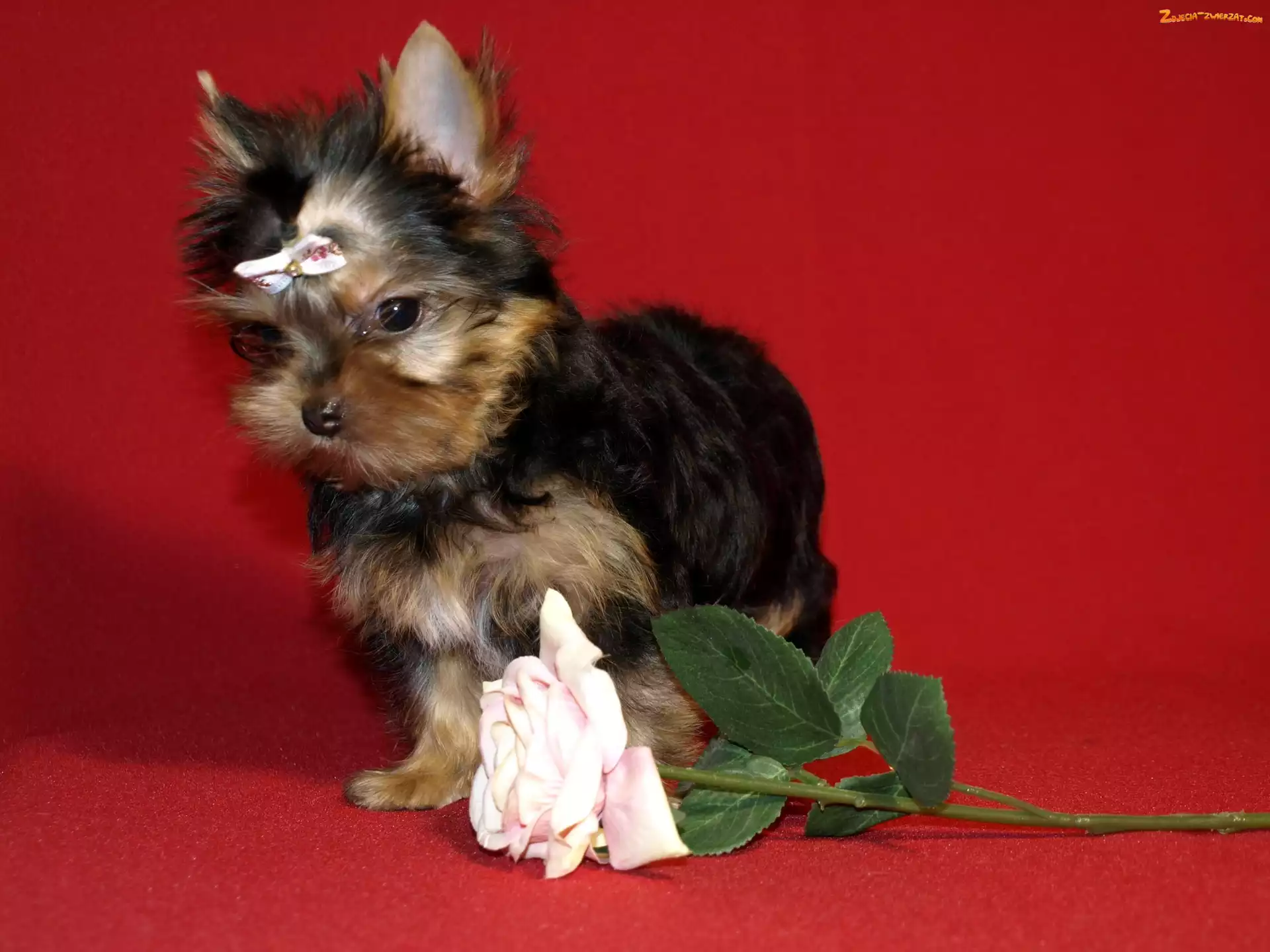 Róża, Yorkshire Terrier, Kokardka