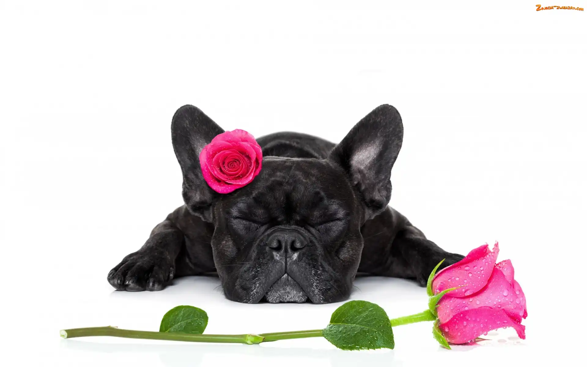 Róże, Pies, Buldog francuski