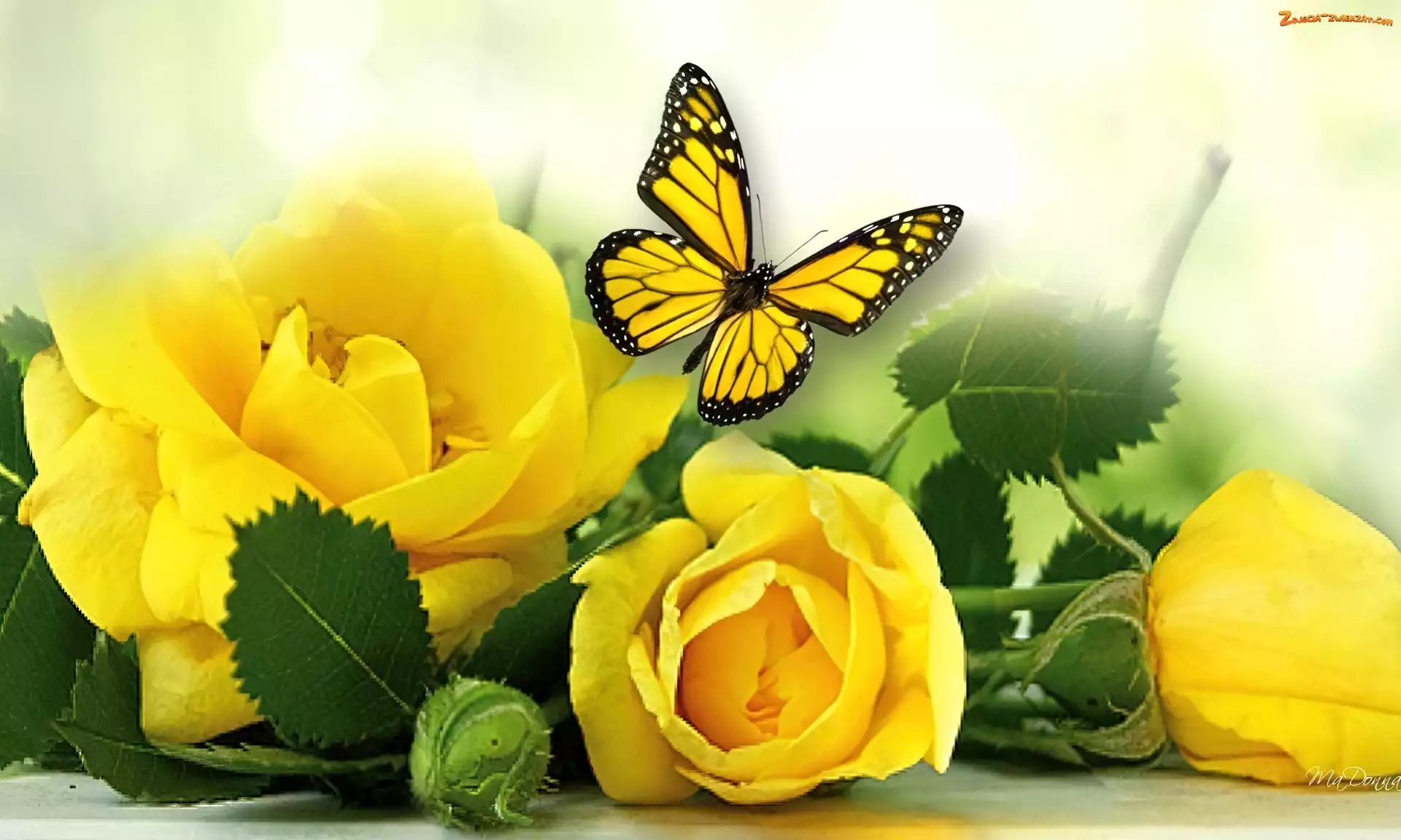 Żółte, Motyl, Róże, Liście