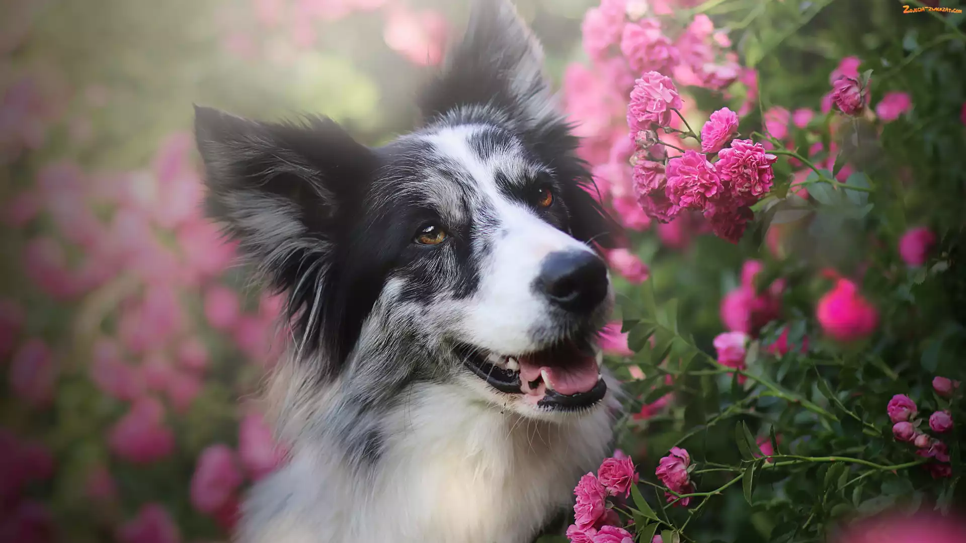 Róże, Kwiaty, Border collie, Pies, Różowe
