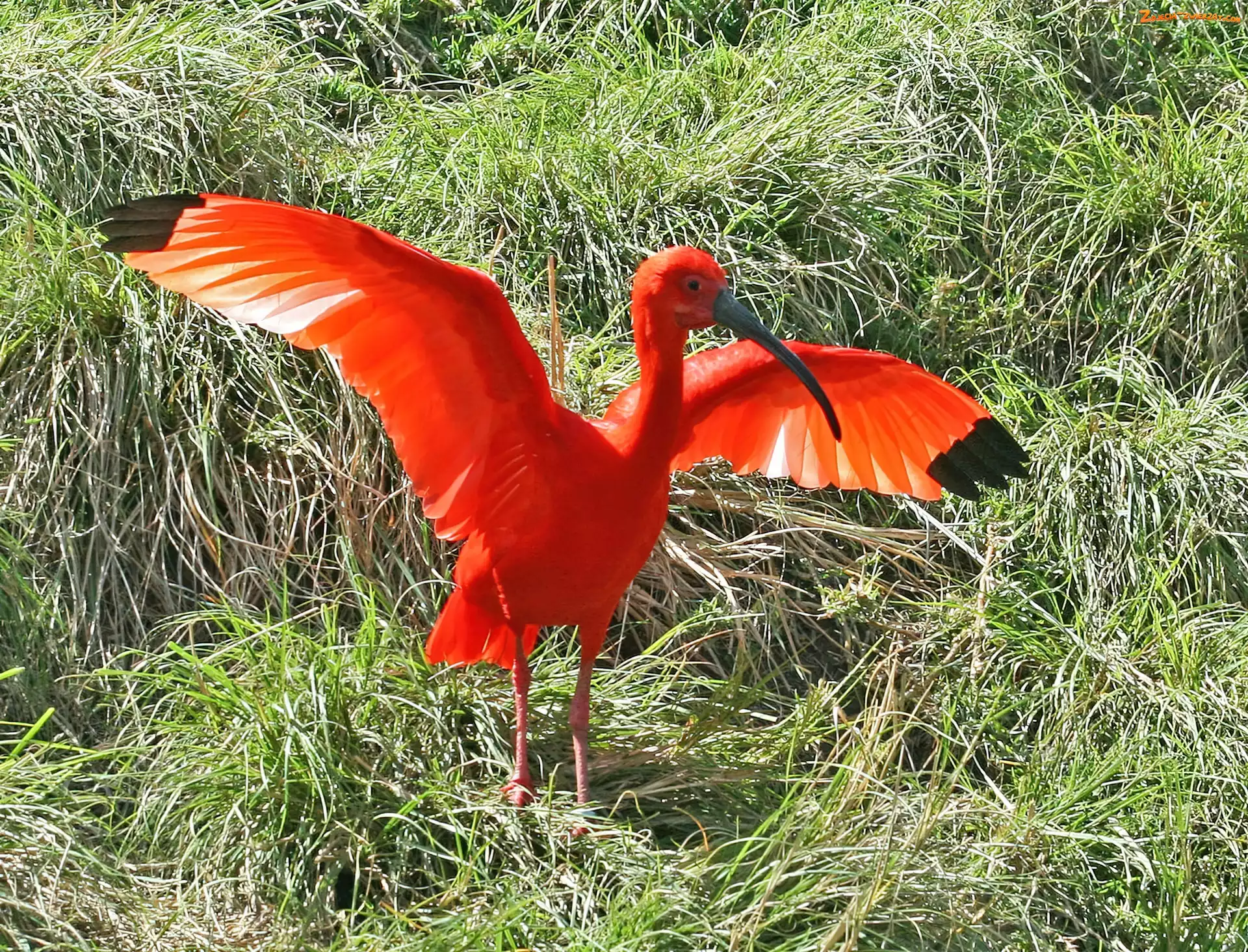 Rozłożone, Trawa, Ibis, Skrzydła