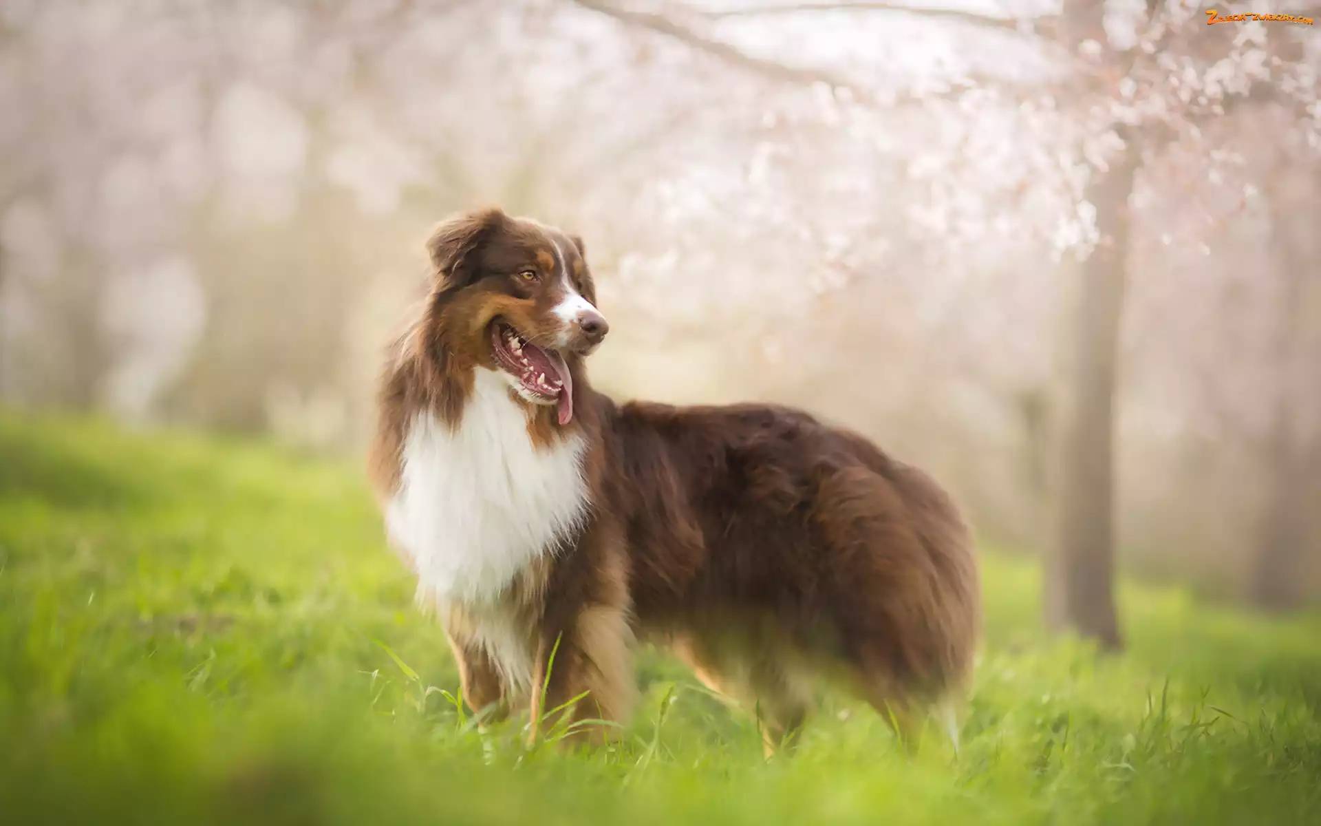 Rozmycie, Owczarek australijski, Australian shepherd