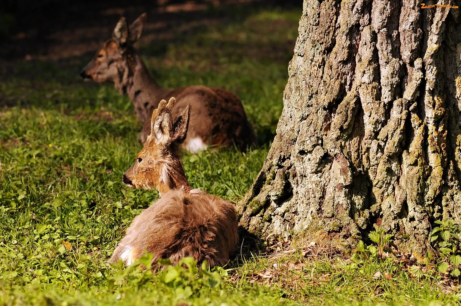Rozmycie, Jelonki, Park, Białowieski, Narodowy