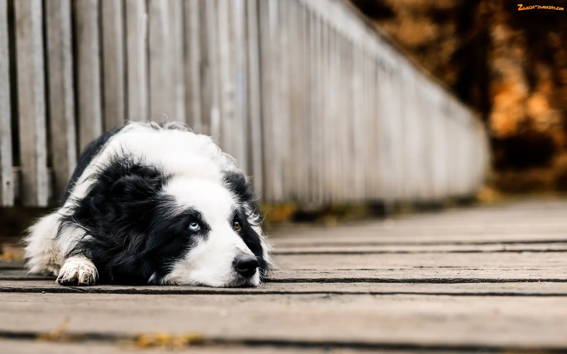 Rozmycie, Border collie, Most