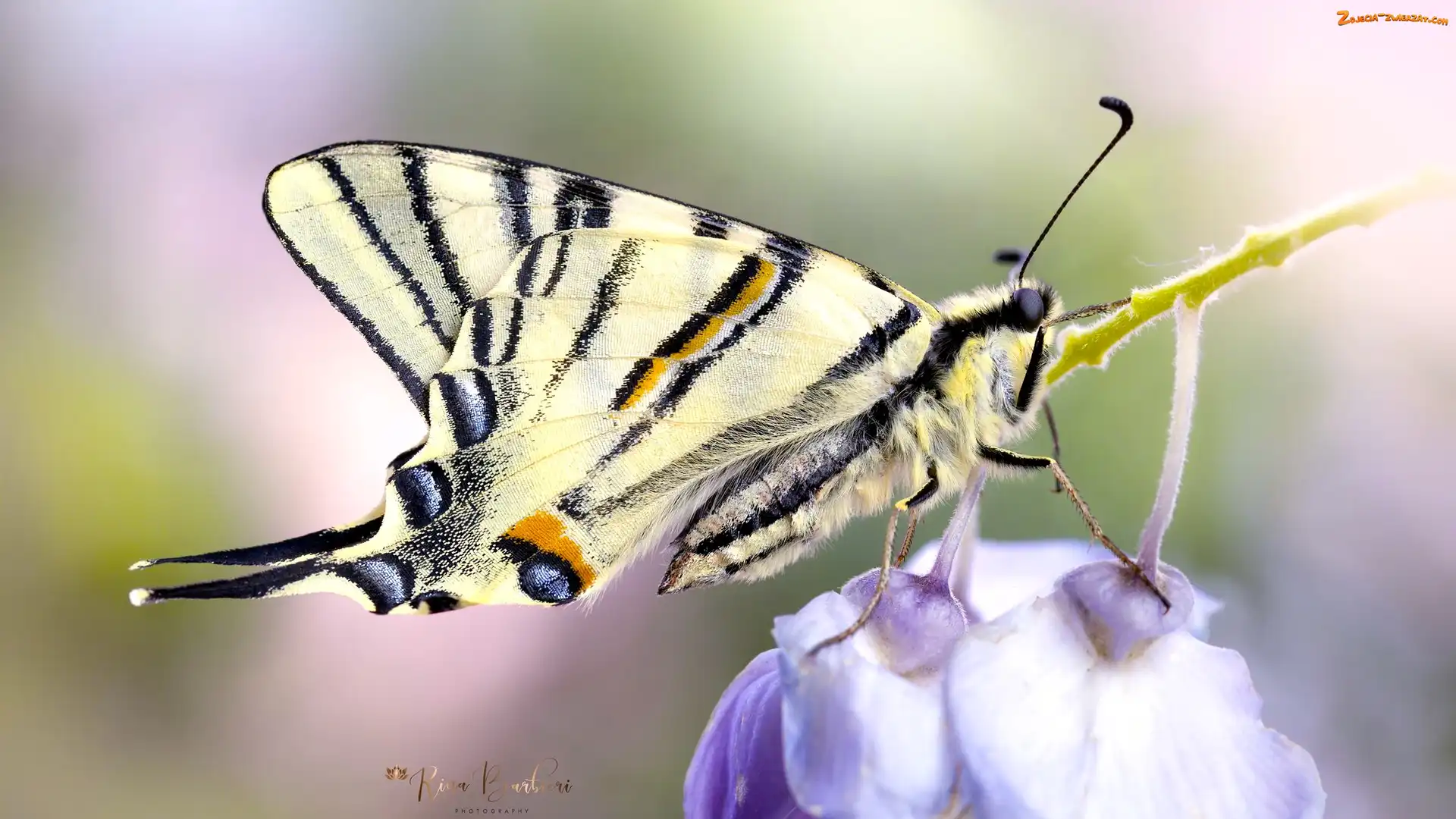 Rozmycie, Makro, Paź królowej, Motyl, Kwiaty