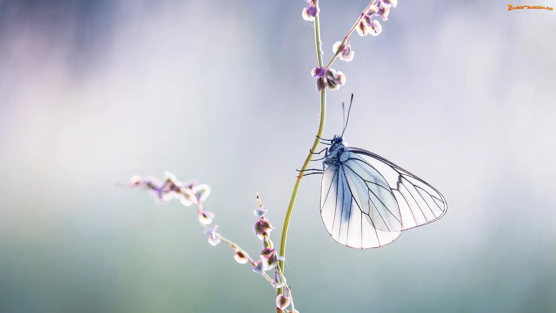 Rozmycie, Motyl, Niestrzęp głogowiec