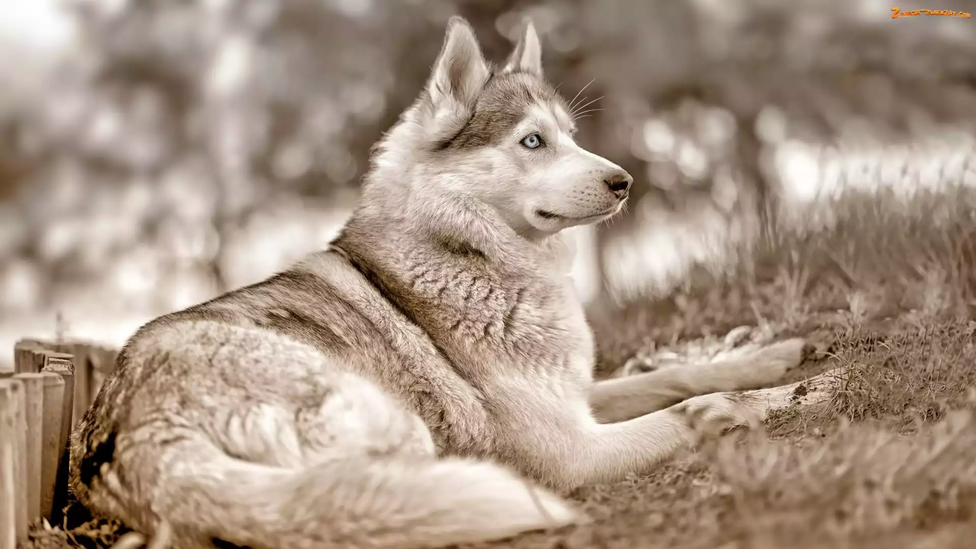 Rozmycie, Białe, Husky, Siberian, Czarno