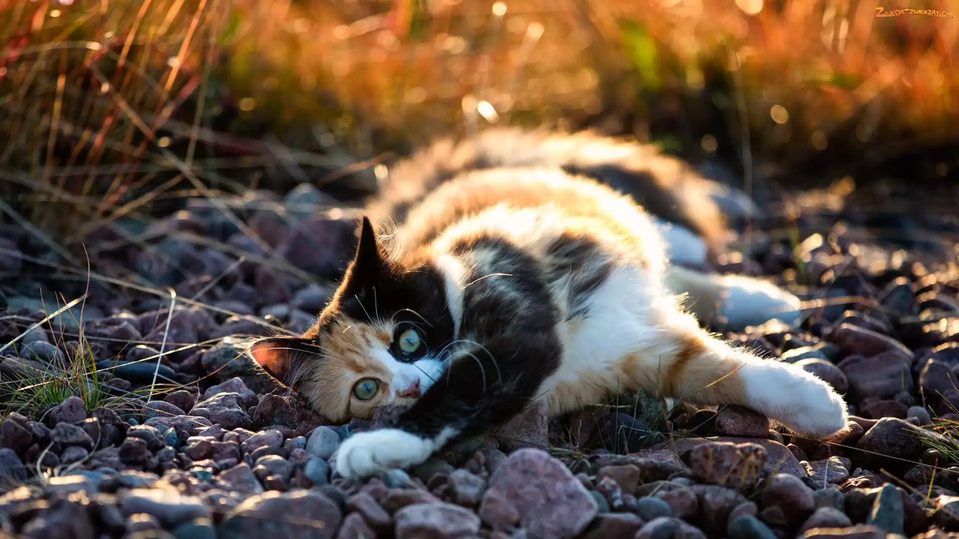 Rozmycie, Bokeh, Kot, Szylkretowy, Kamienie