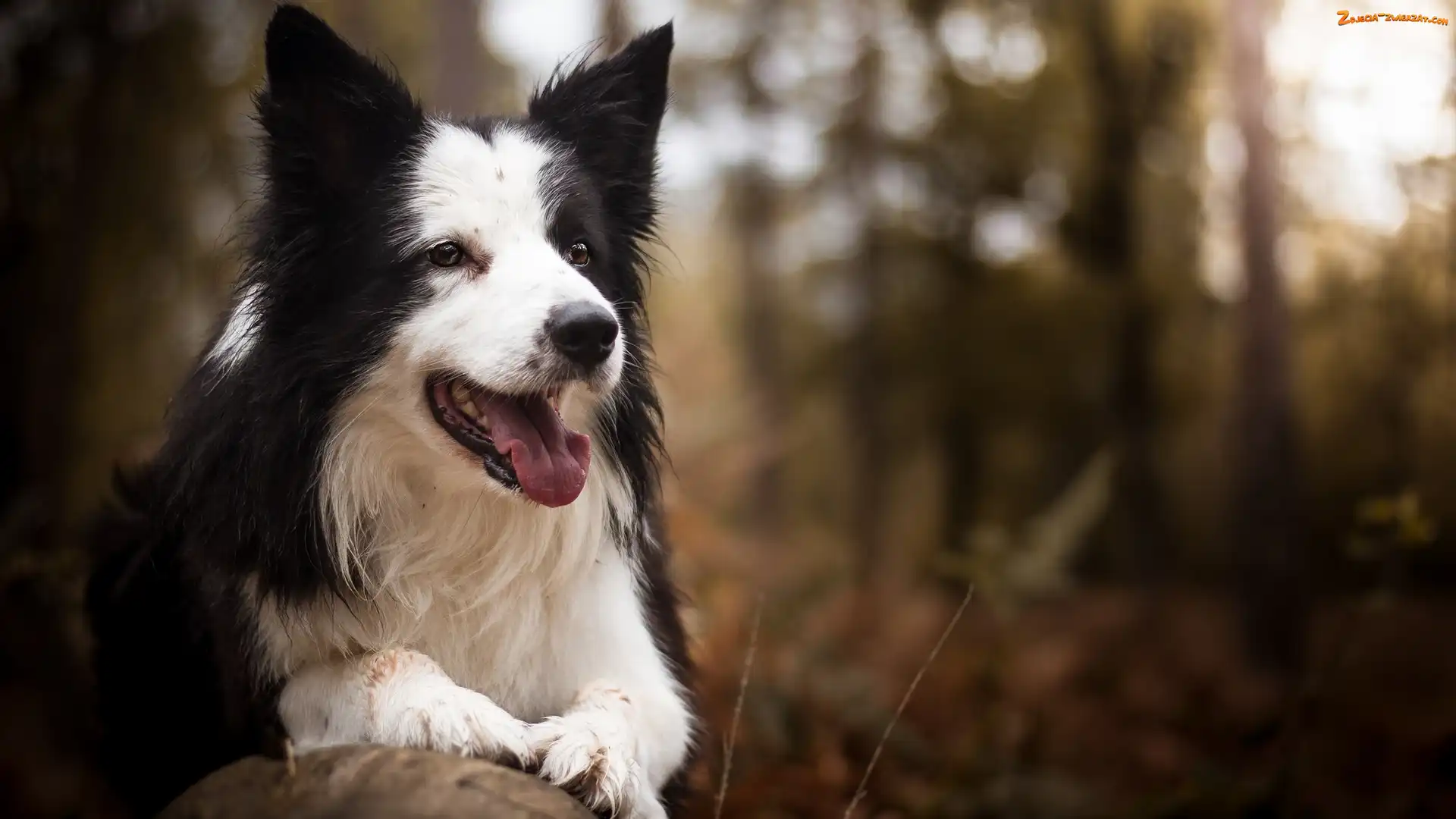 Rozmyte tło, Pies, Border collie
