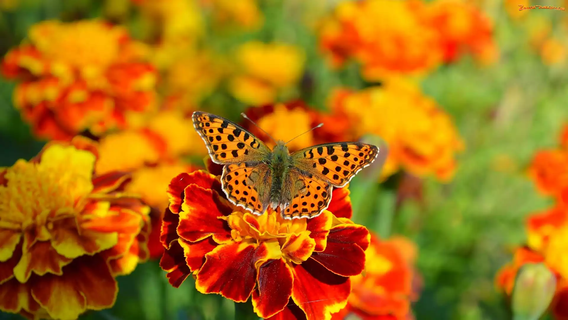 Rozmyte tło, Argynnis, Aksamitka, Kwiat, Motyl
