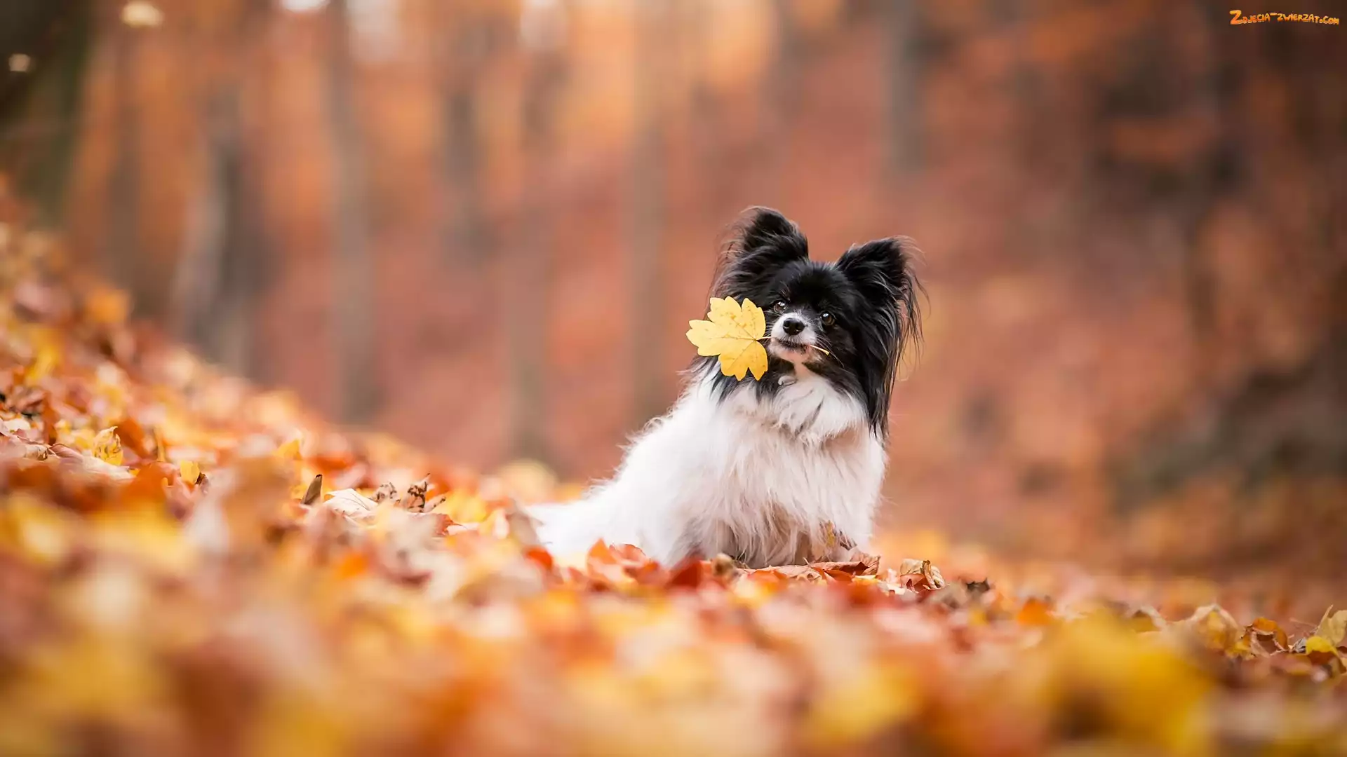 Tło, Rozmyte, Spaniel kontynentalny miniaturowy Papillon, Pies, Liście