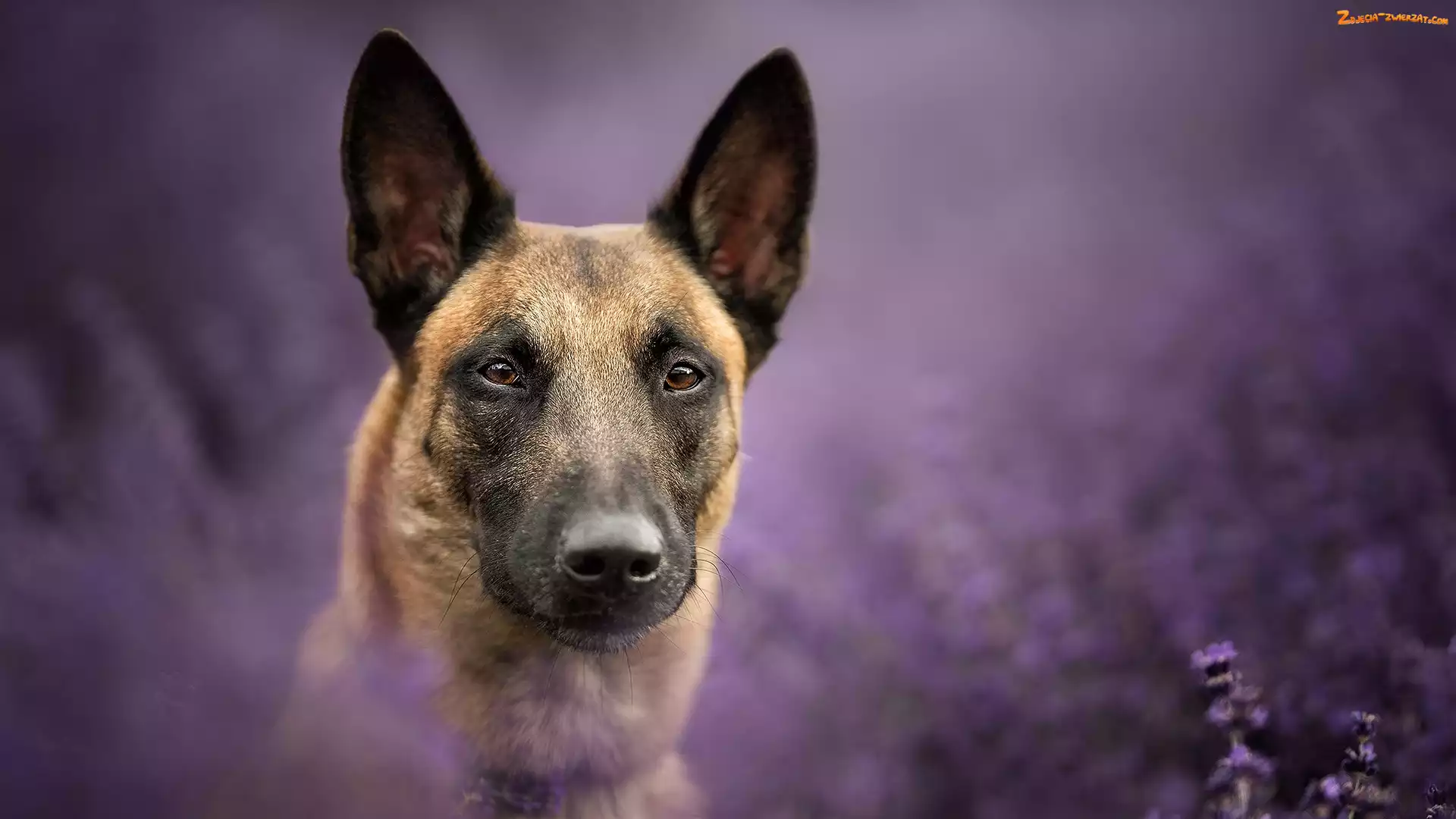 Tło, Rozmyte, Owczarek belgijski Malinois, Pies, Mordka