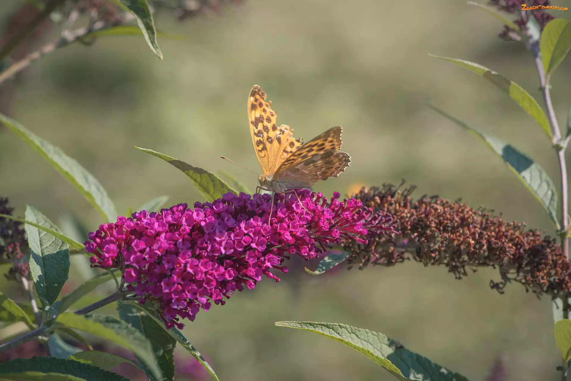 Różowa, Motyl, Kwiat, Budleja