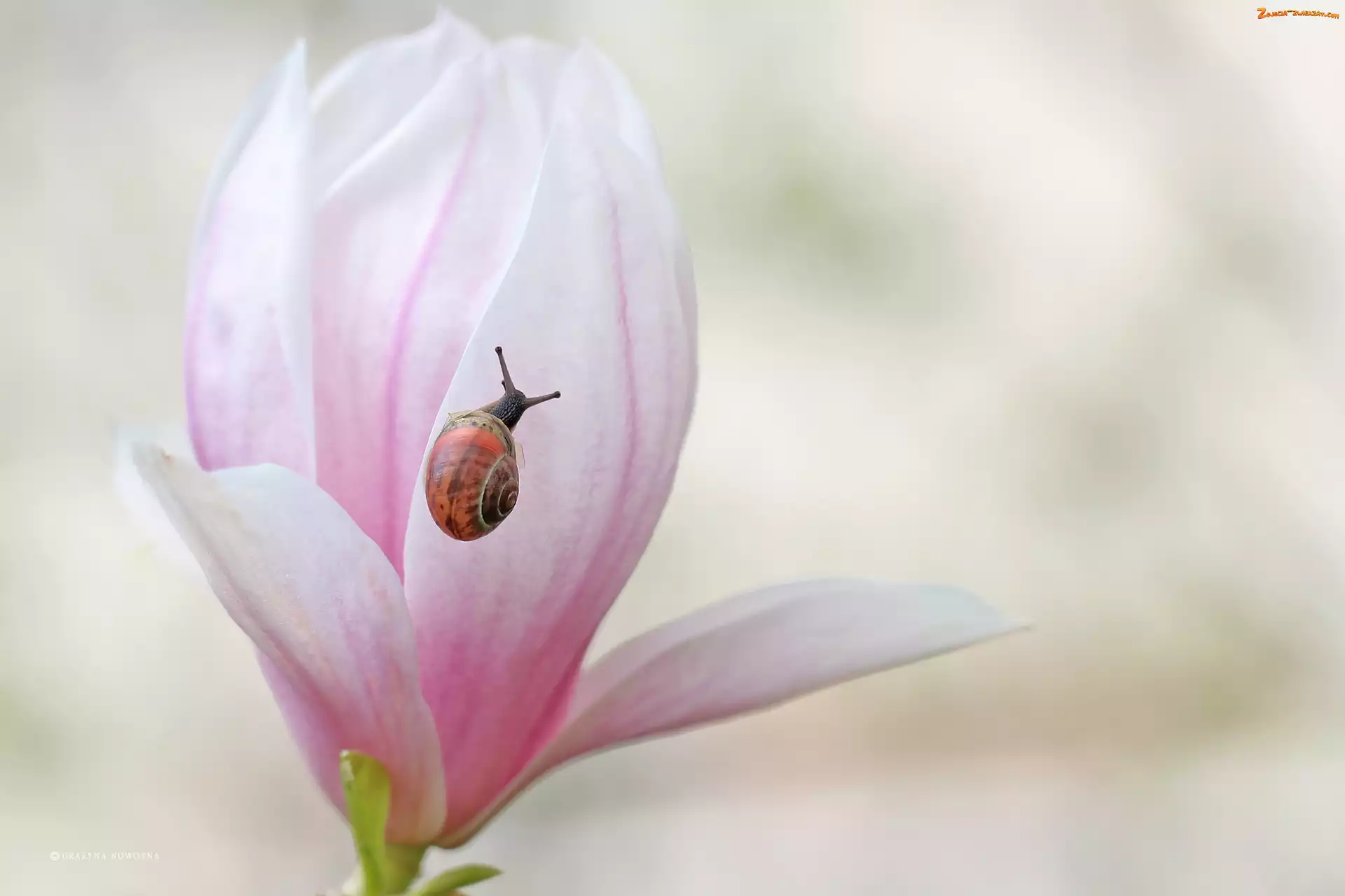 Ślimak, Różowa, Magnolia