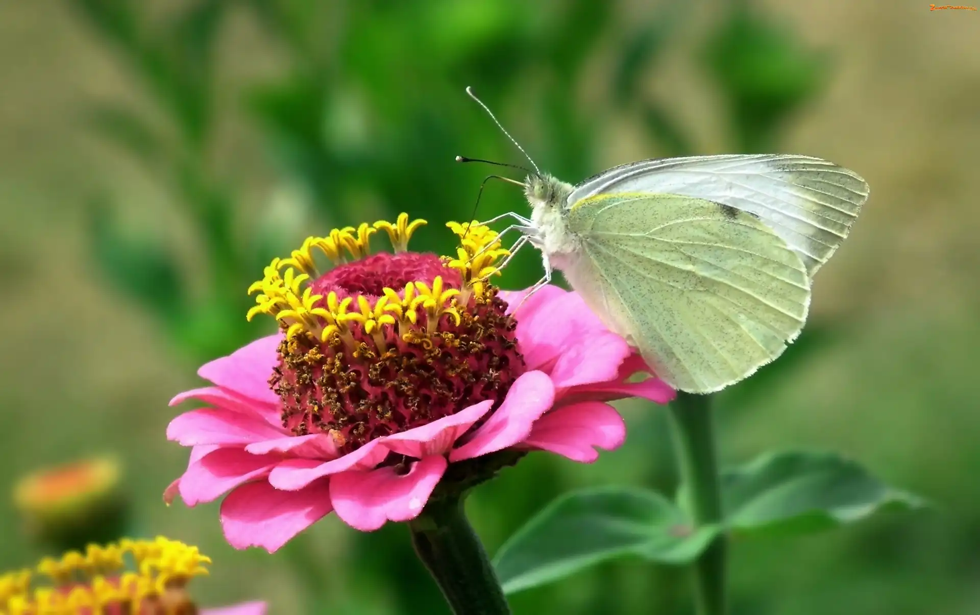 Różowa, Cynia, Bielinek, Motyl, Kwiat