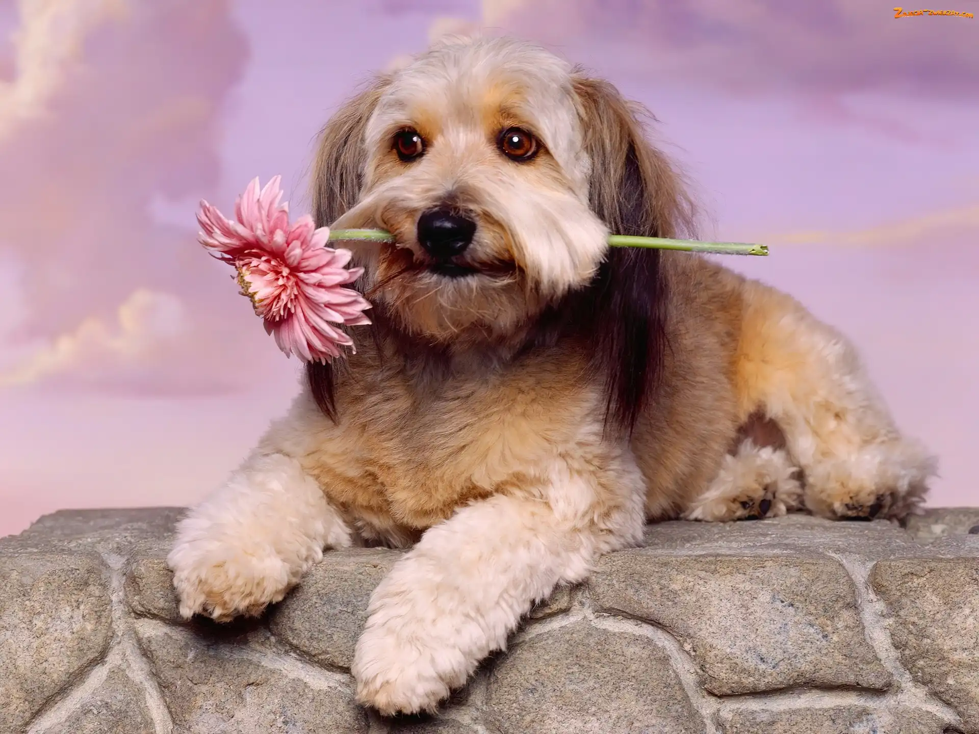 Gerbera, Lhasa Apso, Różowa, Pies