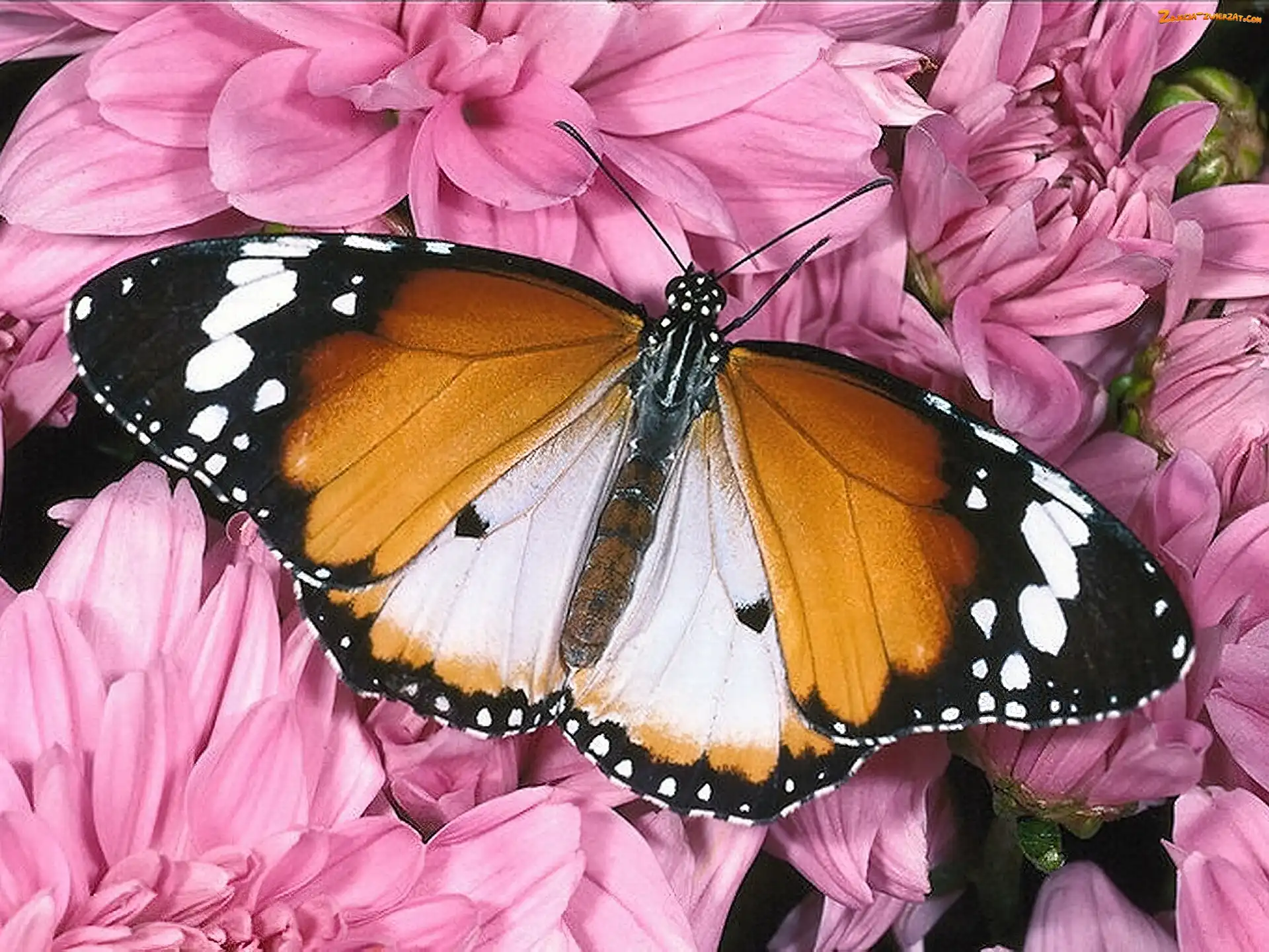 Motyl, Różowe, Kwiaty