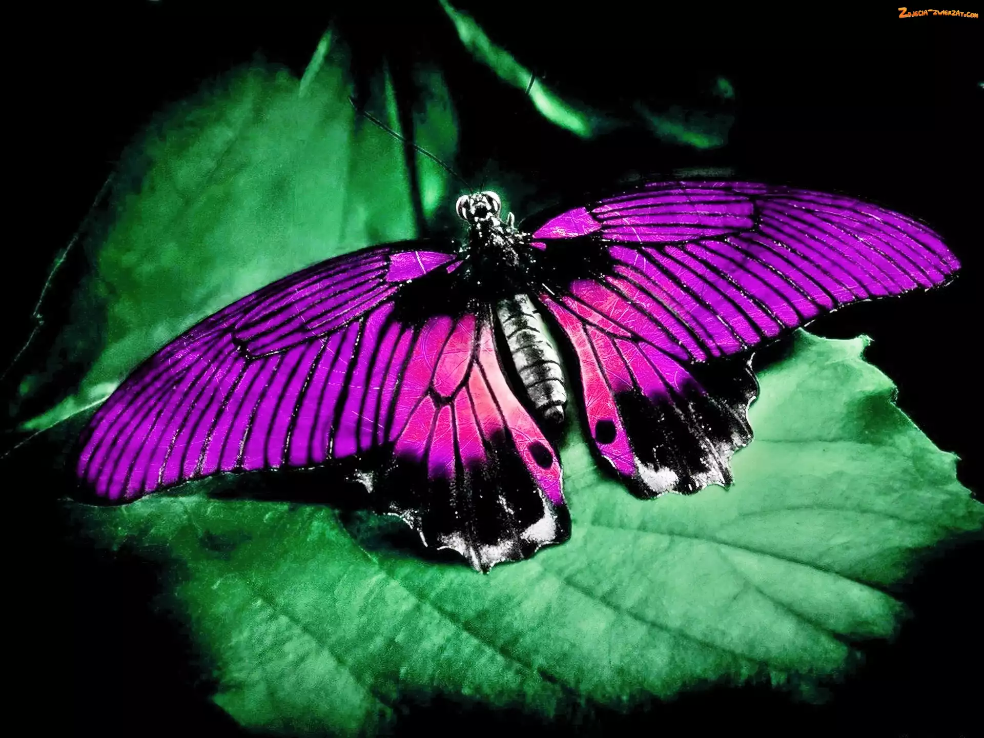 Liść, Różowy, Motyl