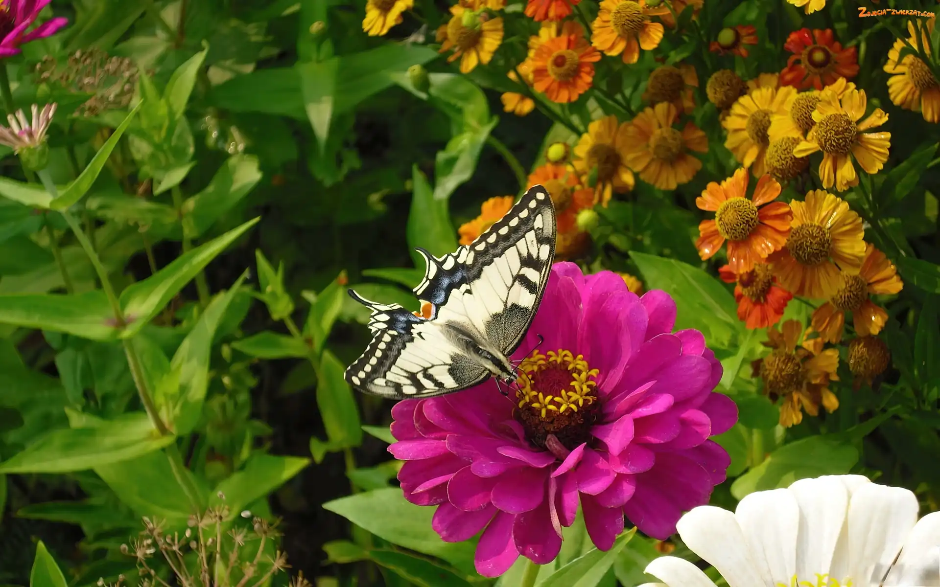 Motyl, Różowy, Kwiat