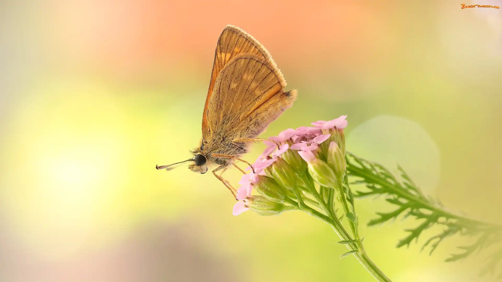 Różowy, Makro, Motyl, Kwiat