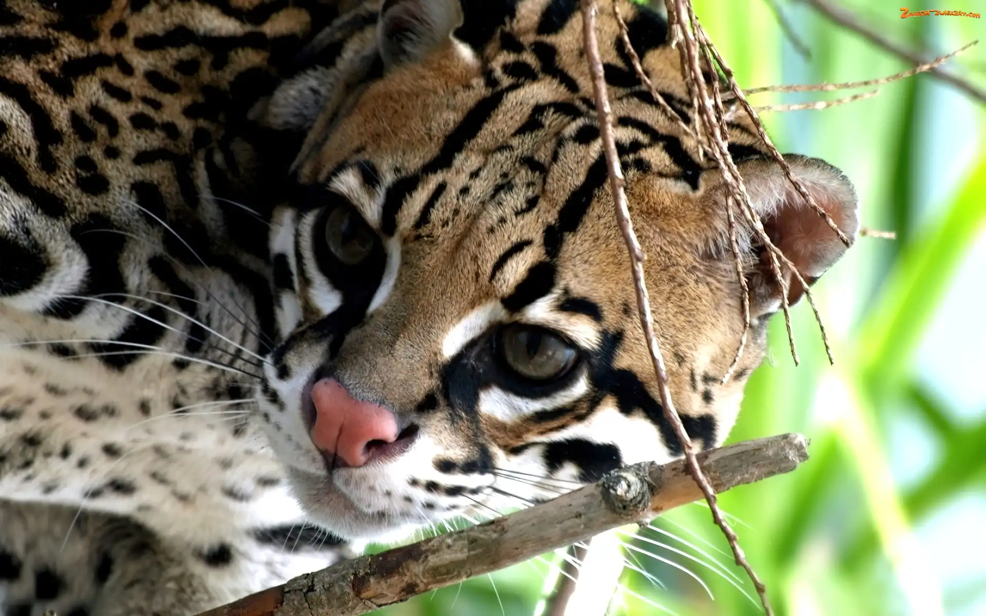 Różowy, Gałązki, Ocelot, Nosek