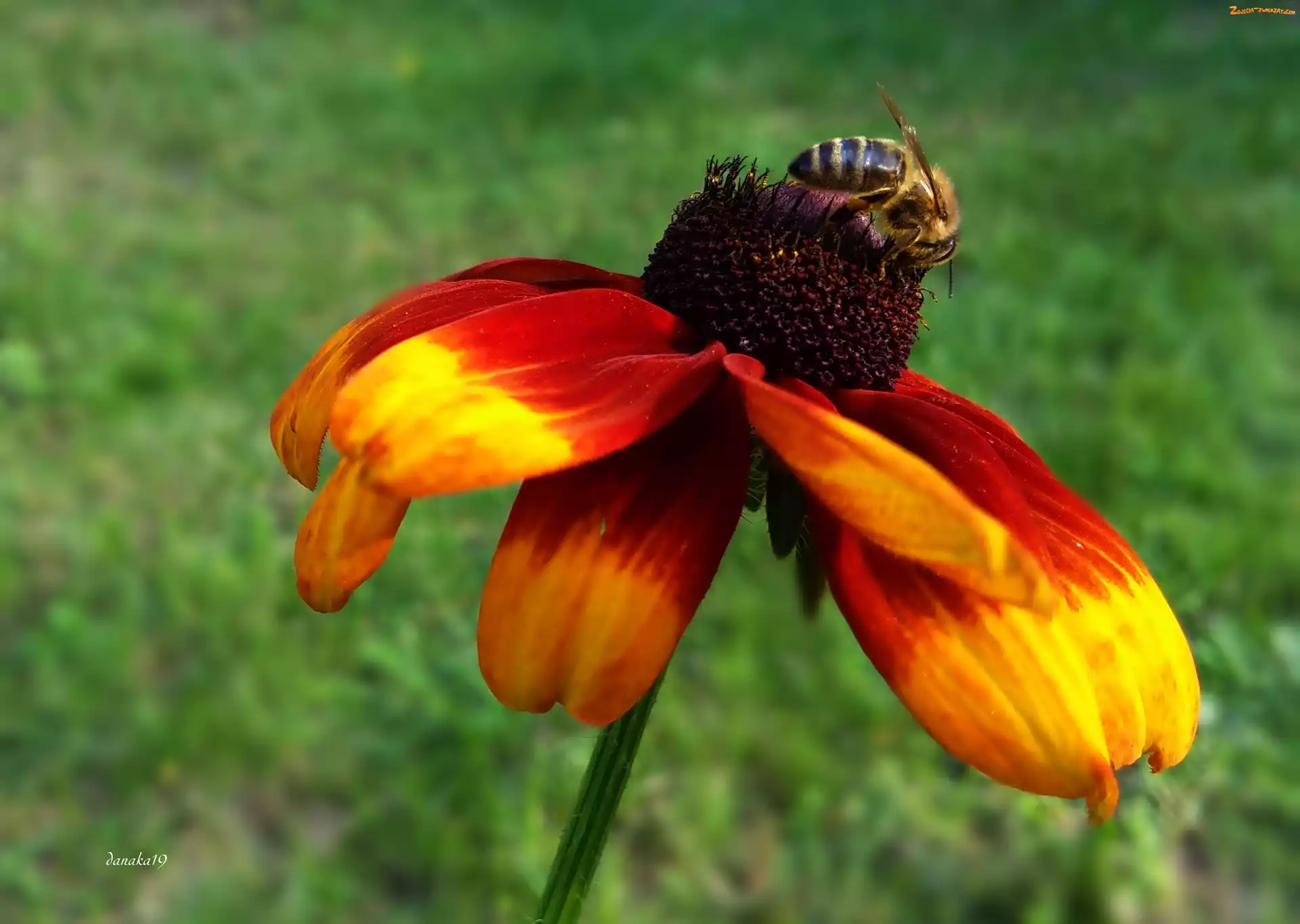 Rudbekia, Pszczoła, Kwiat, Owad